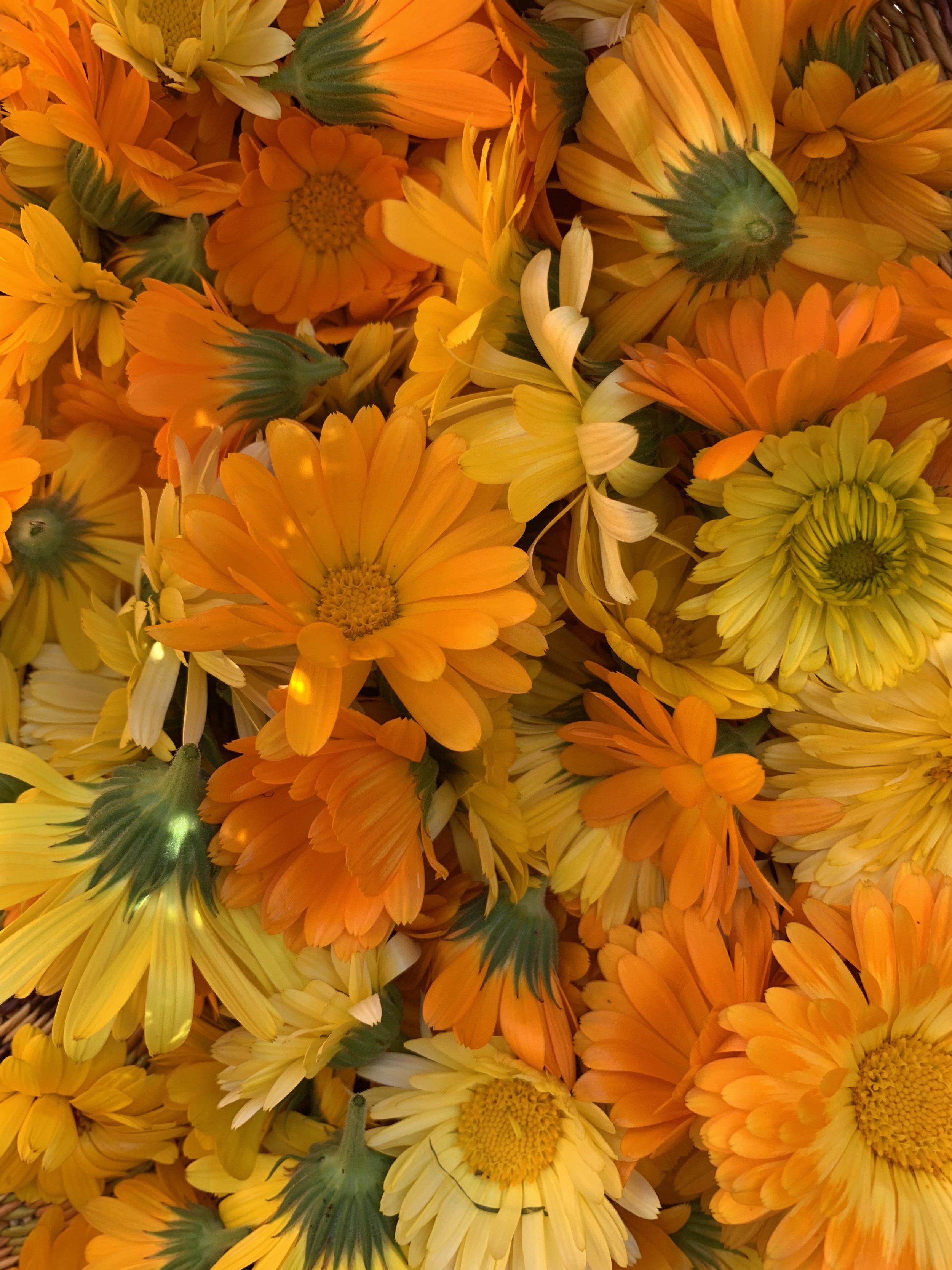 (r) Time for Sunshine - photograph
