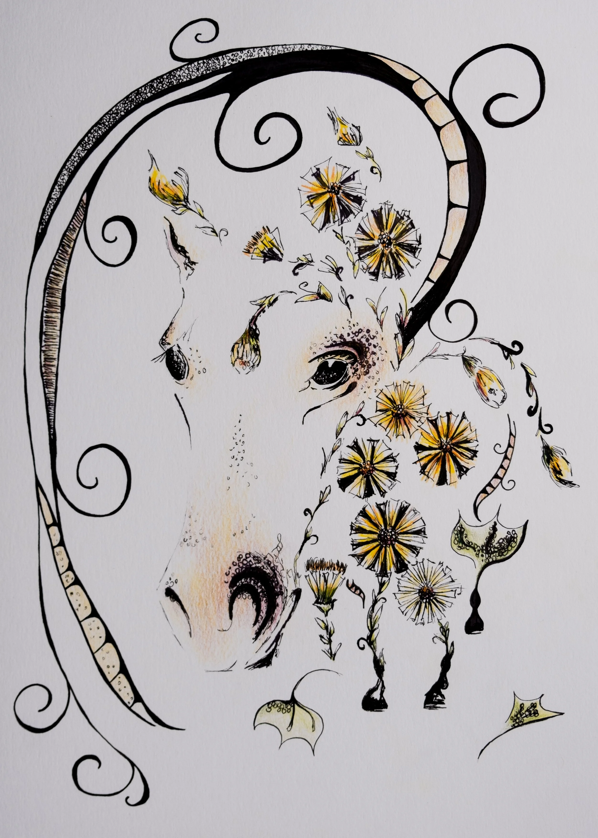  Coltsfoot in Springtime, ink and coloured pencil on bristol paper, 9in x 12in (unframed)  SOLD. Commissions available. 