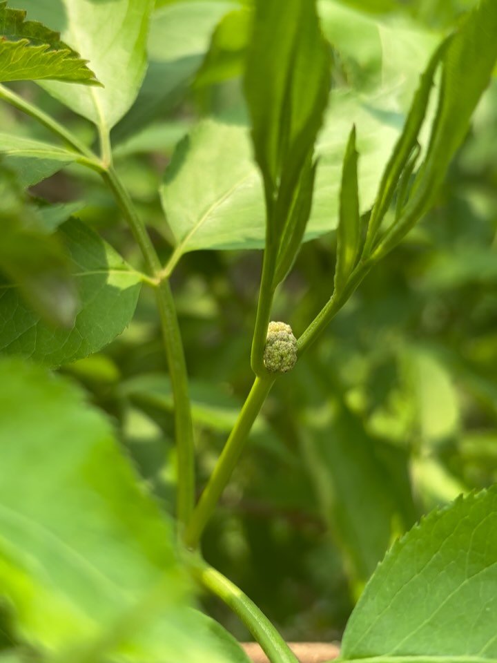 The elderflowers are on their way! They&rsquo;re working hard to be here in time to celebrate the start of Summer. 🌿☀️🌱

Can you see the elder blossoms?!? You might have to pause, take a breath &mdash; and look *really* close. But they&rsquo;re the