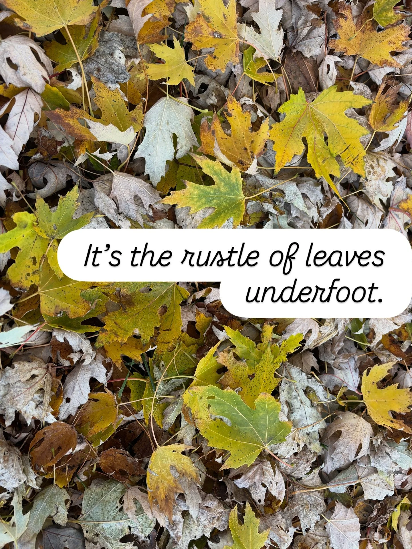 This is the time of year where the messages all around feel like a lot. The glitter and pizzazz saying: &ldquo;more, more.&rdquo; 

It&rsquo;s where autumn seems to overlap with winter. And nature cant seem to make up her mind. Everything seems up an