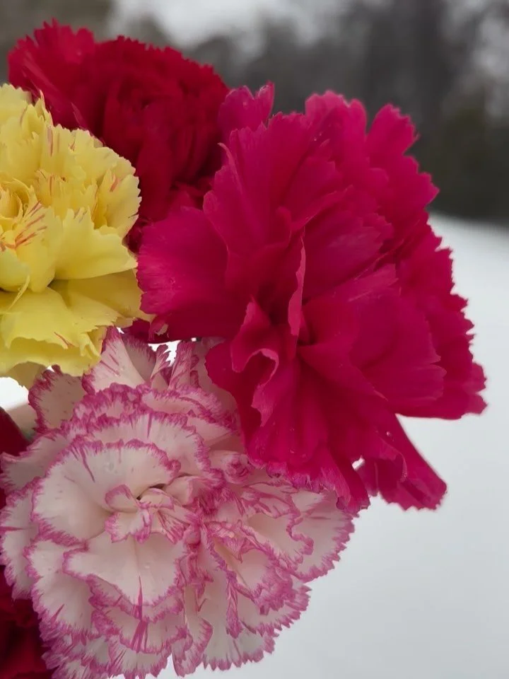 Happy first day of spring &mdash; even if Mother Nature hasn&rsquo;t quite got the memo where I live. Snow today, freezing rain&hellip; but I happen to have these carnations in the house: reminding me that the season is shifting, even if it&rsquo;s s
