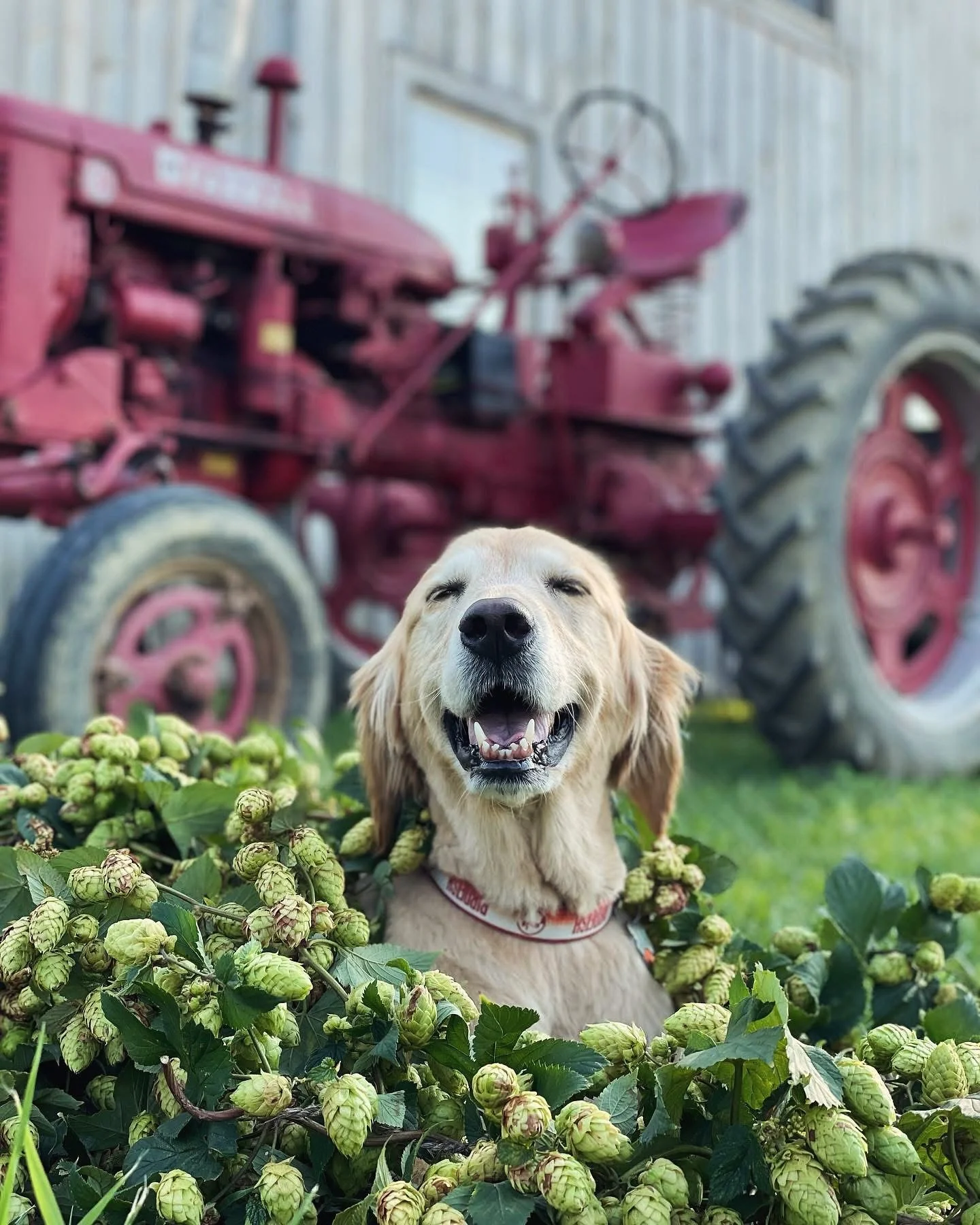 Monkey See, Monkey Brew 🙈🍺
Our final fresh-hop beer of the year &mdash; brewed in collaboration with @bluemonkeybrewing and featuring freshly picked Comet, Chinook, Cascade, Zeus &amp; Vista from Woodhall III Farm in Rome, Ohio. Bursting with resin