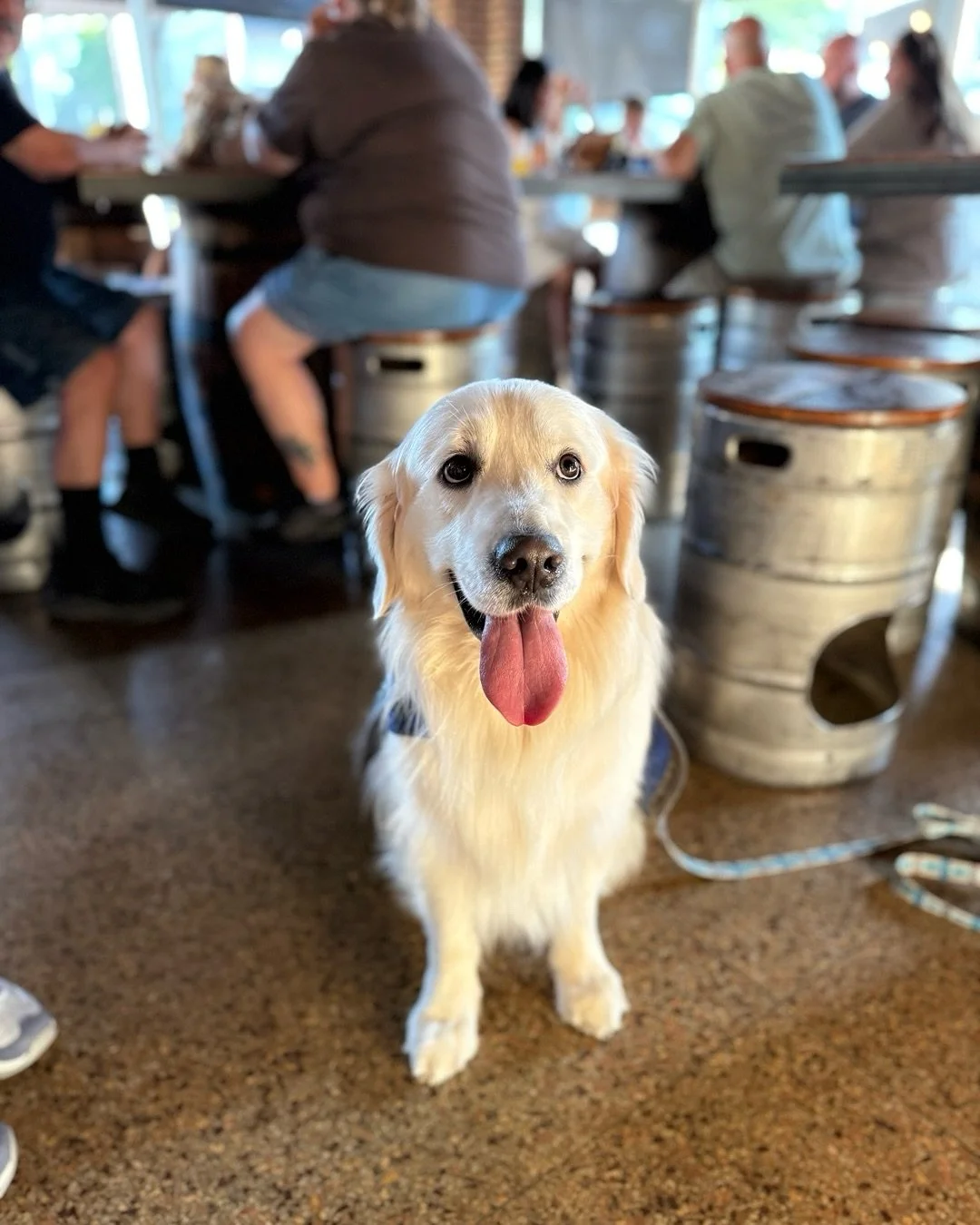 Certified good boy. Unofficial Birdfish greeter. Professional pint protector. 🐾🍺

In case you didn&rsquo;t know, our taproom, ballroom, and patios are dog friendly. Come out tonight for @roxburypizza final Friday of the year and live music from @jd