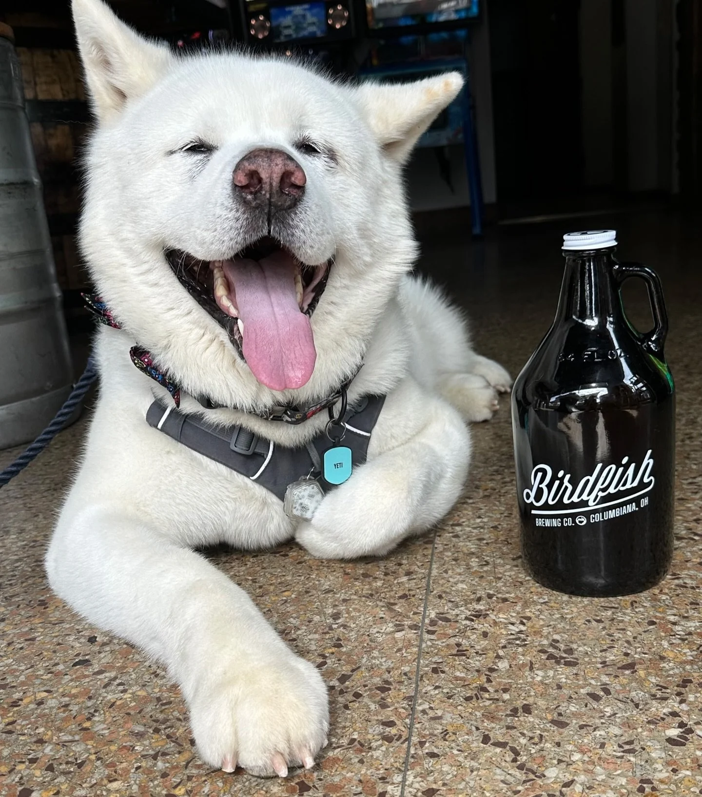 That smile says it all 😄🐶🍻
Good dog. Good beer. Good day.