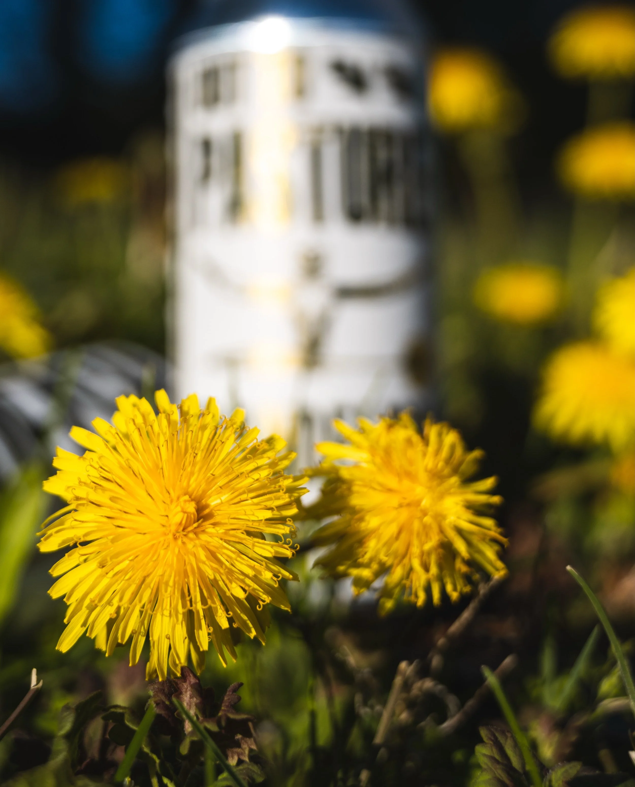 Come get some. It won&rsquo;t last long. 🌼🍺

Out to Pasture Dandelion Hefeweizen is back on tap and available in cans to-go. Brewed with hand-picked dandelions from Farmboy Cattle and released just once a year.

A little sunshine in every can. Get 