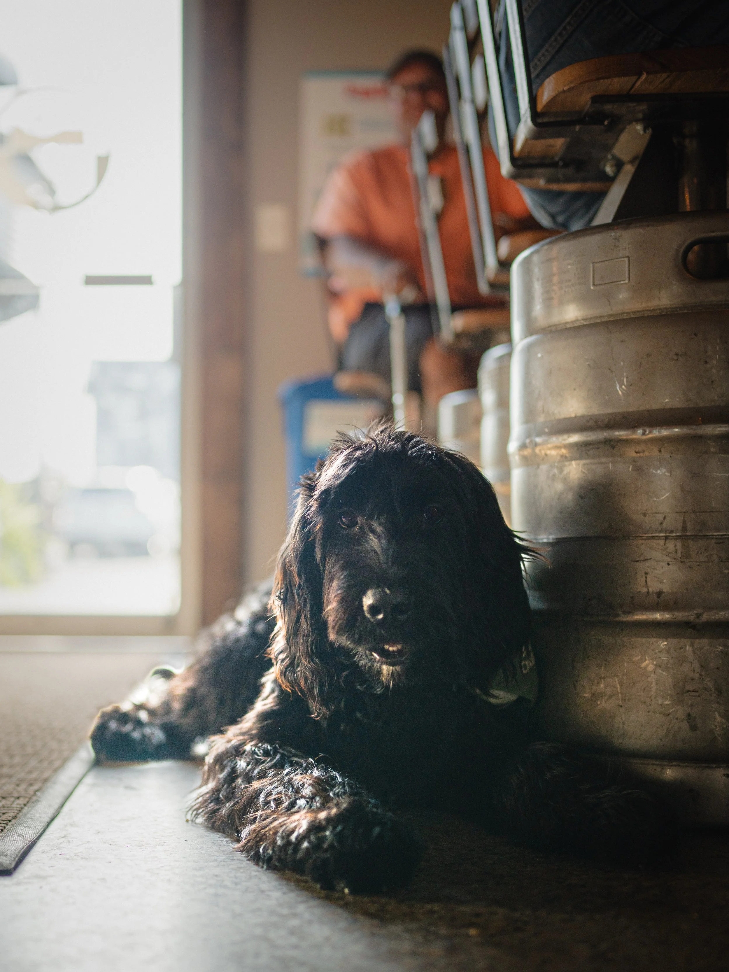 Every brewery has a regular. Ours just happens to have four paws. 🐾🍺

@ytownbbqco on the patio today serving 12-7 and #sundaystrings with @_leo_official_ in The Ballroom from 2-4.