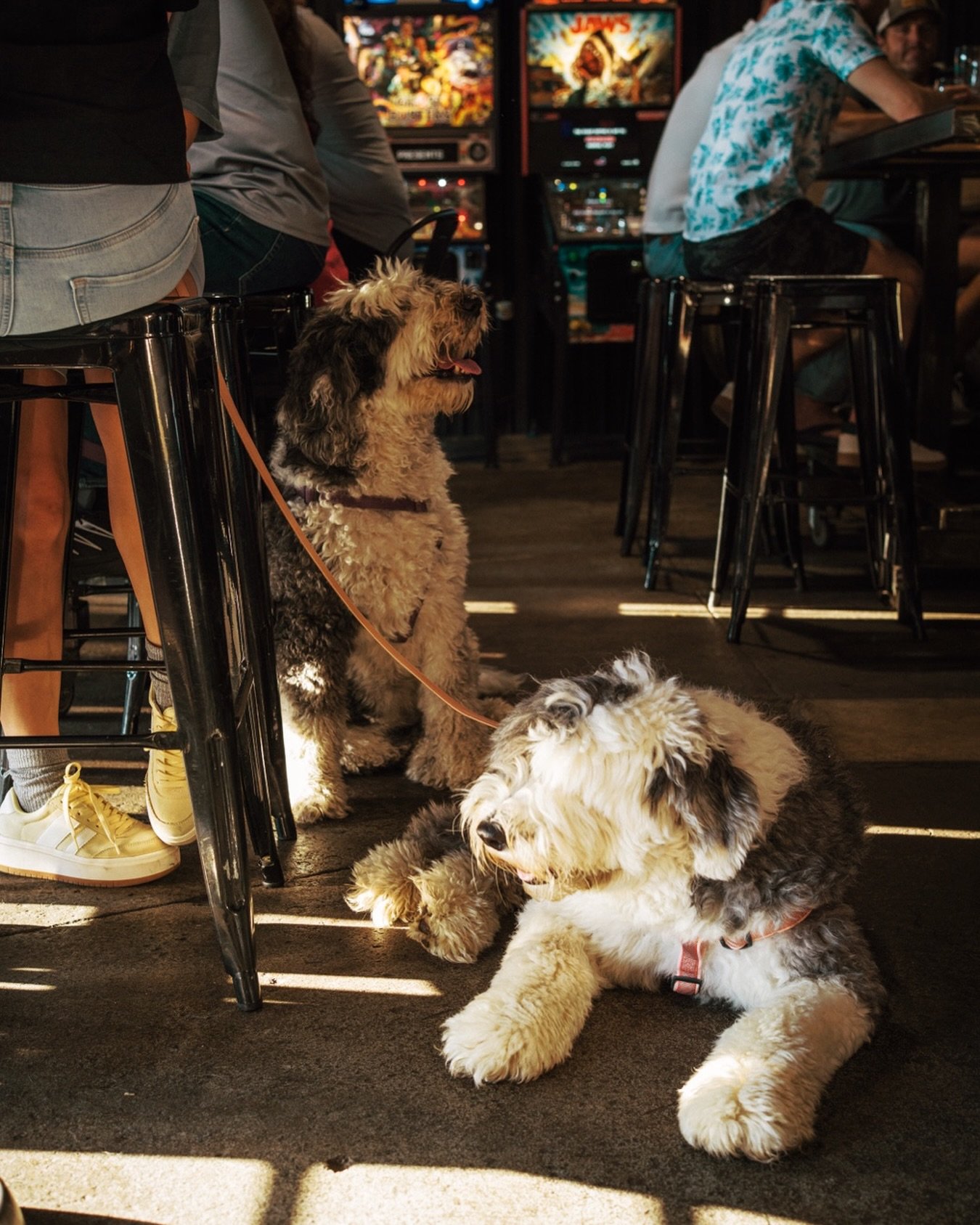 Friday night at the neighborhood watering hole. Some drink beer. Some play pinball. Some just lie on the floor. 🐾🍺🕹️