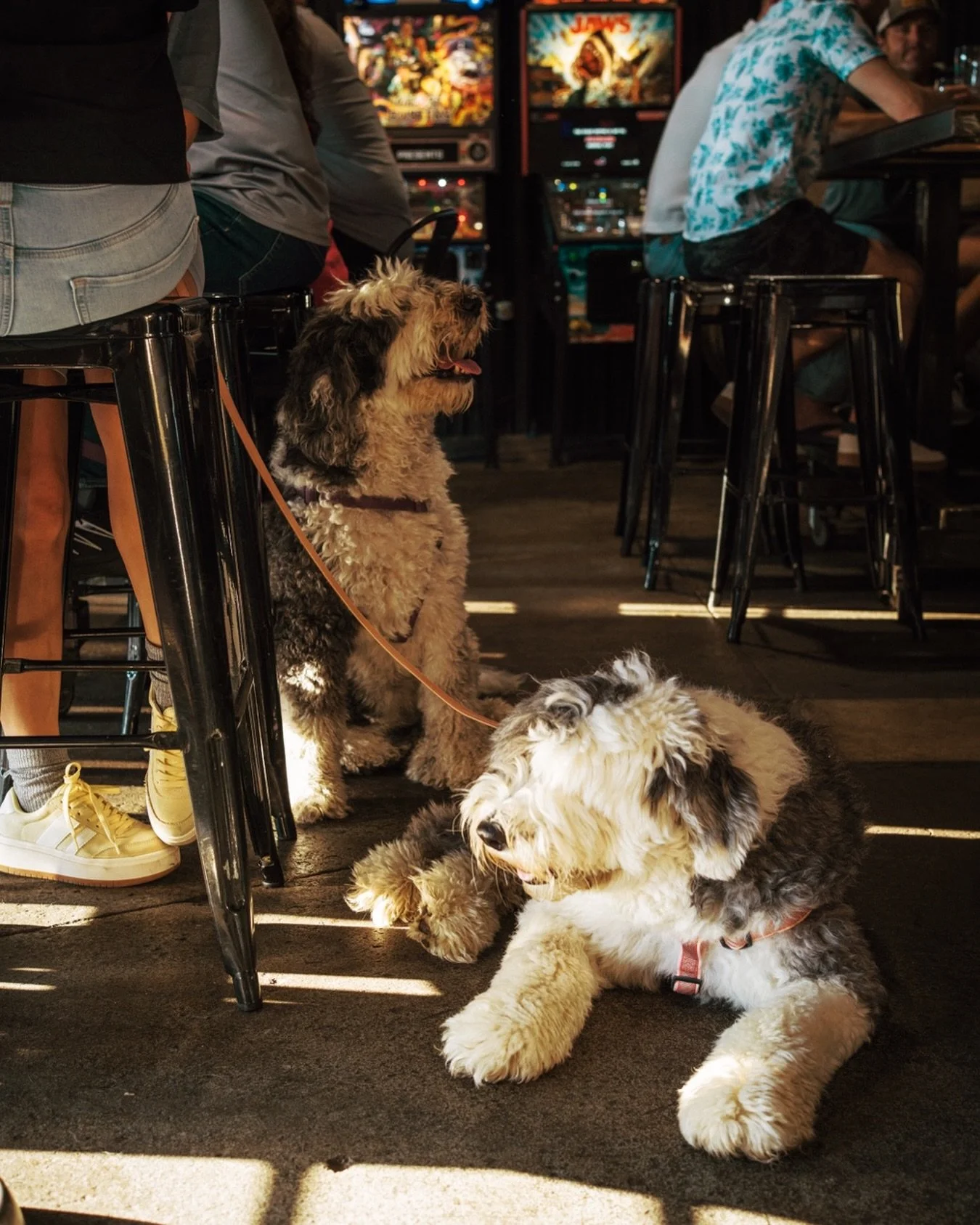 Friday night at the neighborhood watering hole. Some drink beer. Some play pinball. Some just lie on the floor. 🐾🍺🕹️