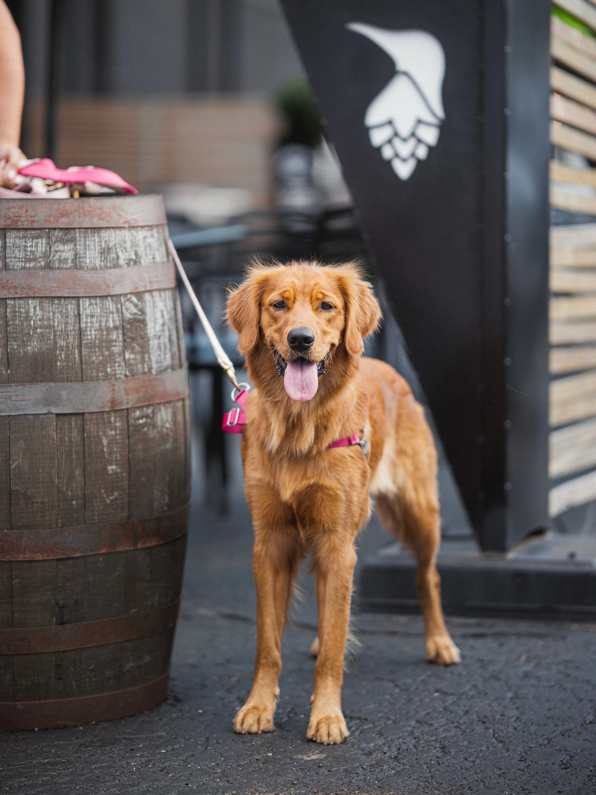 Did you submit your @dogsofbirdfish 2027 calendar pic yet?! 🐶🍻

We are once again putting together a calendar to showcase our furry friends and we are donating 100% of proceeds to @allaboutthepawz 🐾🐶

There are 2 ways to have your pup considered 