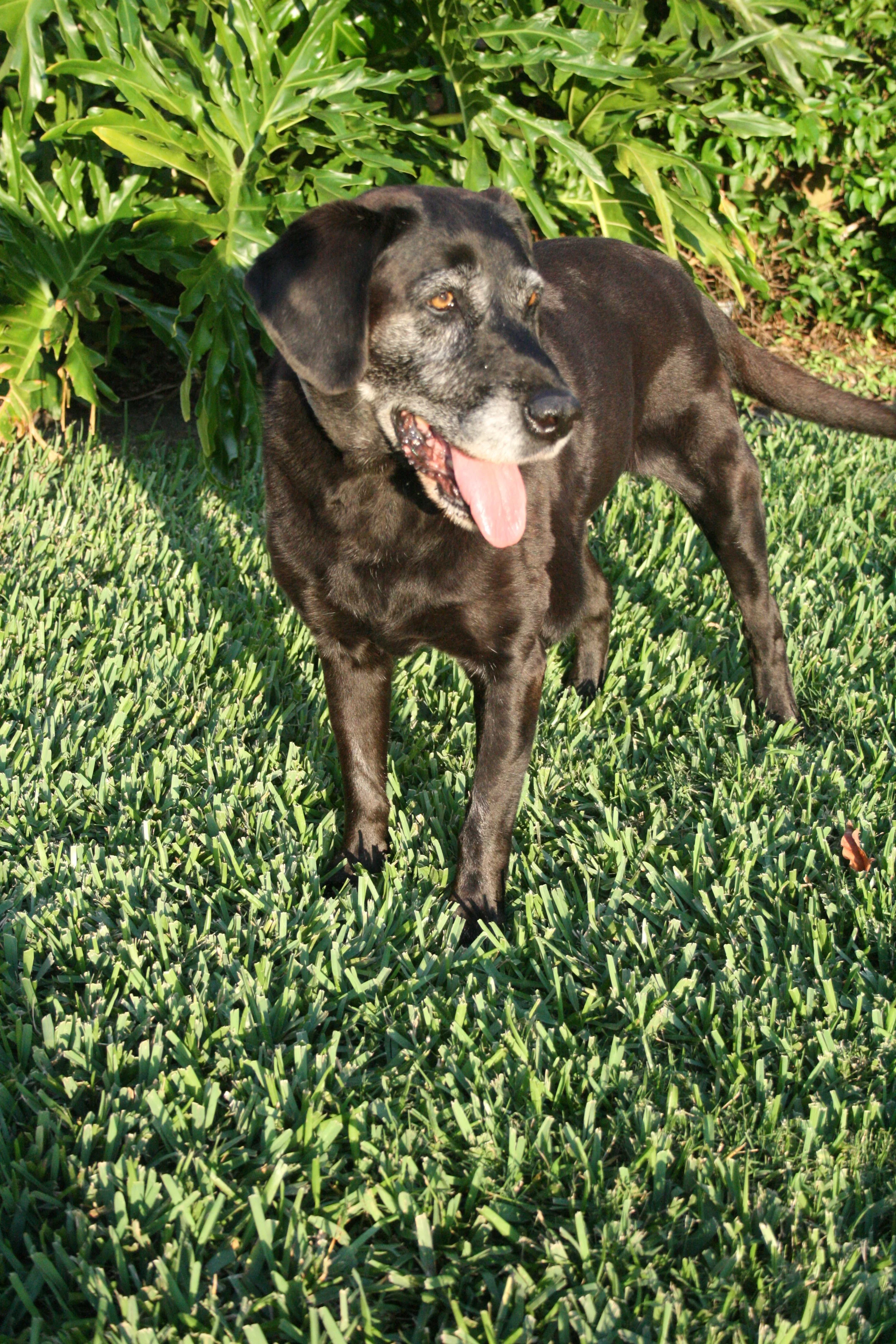 Distance and Level of Shooting