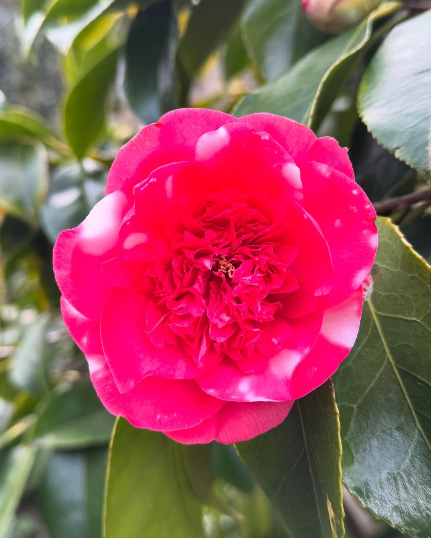 Happy Friday, friends 🌸💕

#designloveseattle
