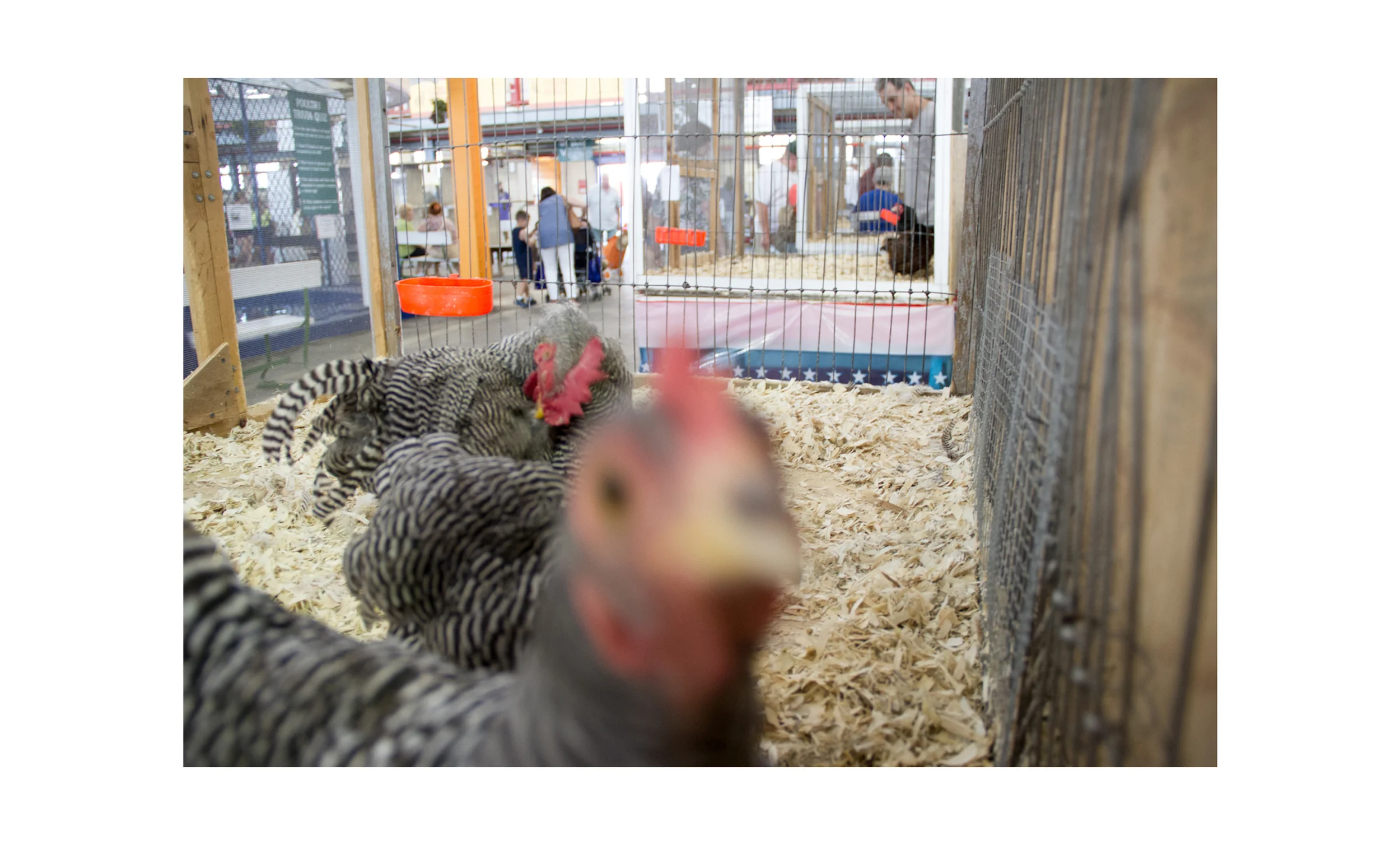 chicken-06.jpg