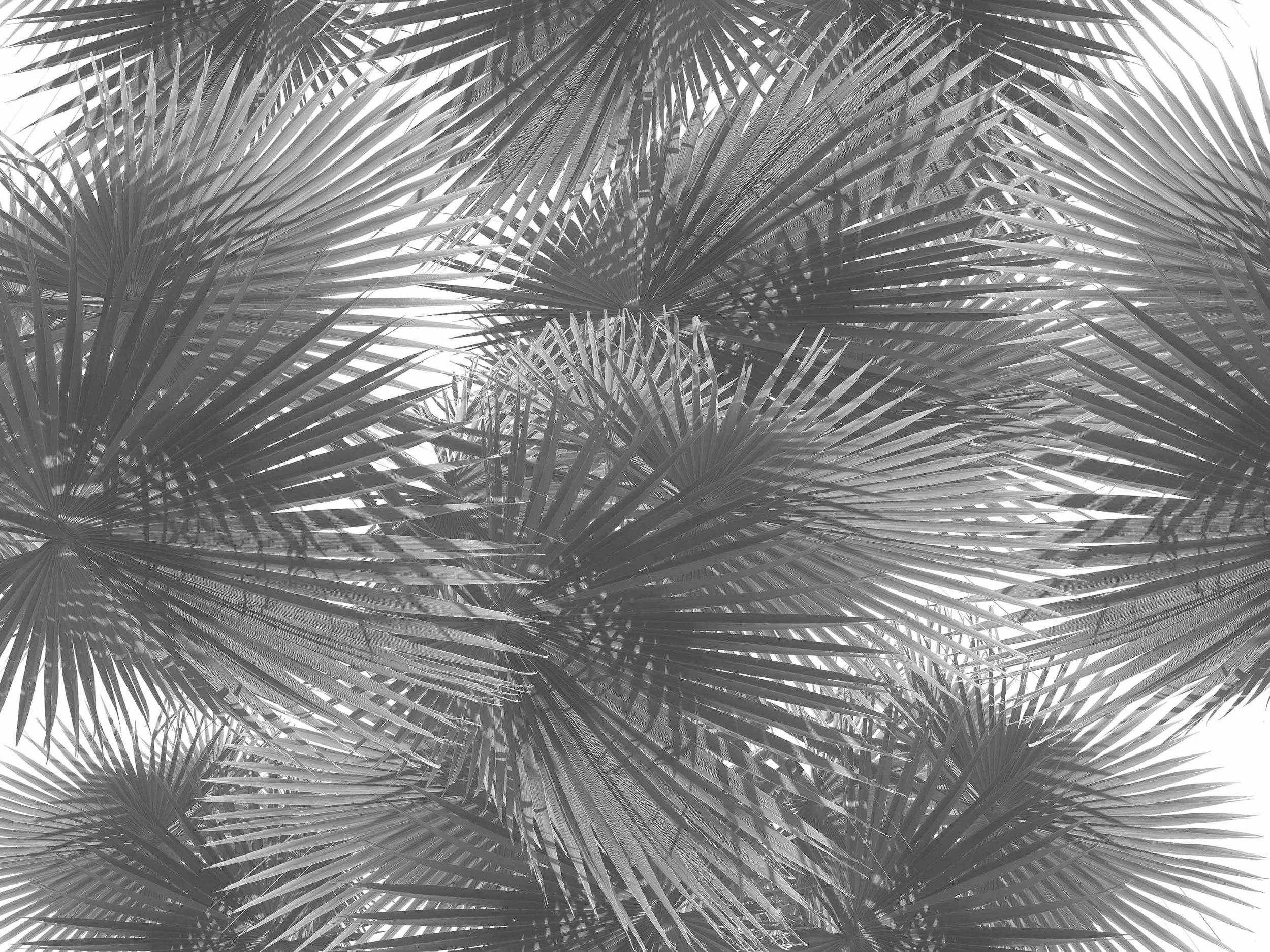 GARCIAVELEZ_SS17_PALMPRINT(30x40) 25% Lighter_test copy_blackandwhite copy_SMALL.jpg