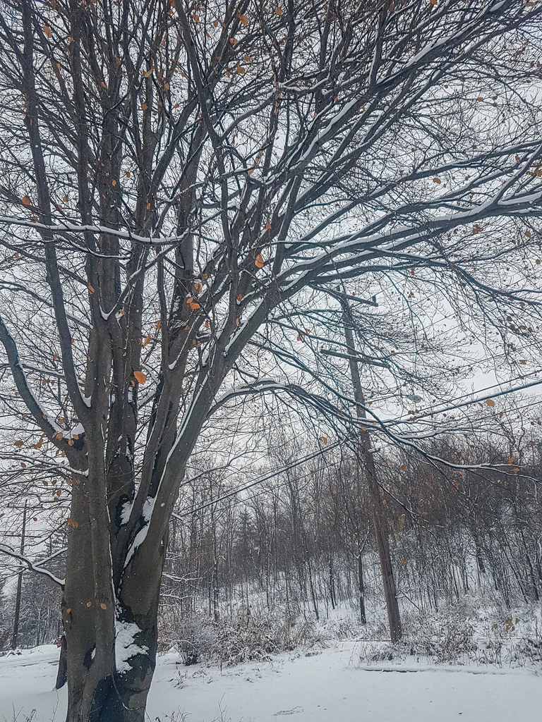 syracuse_snow.jpg