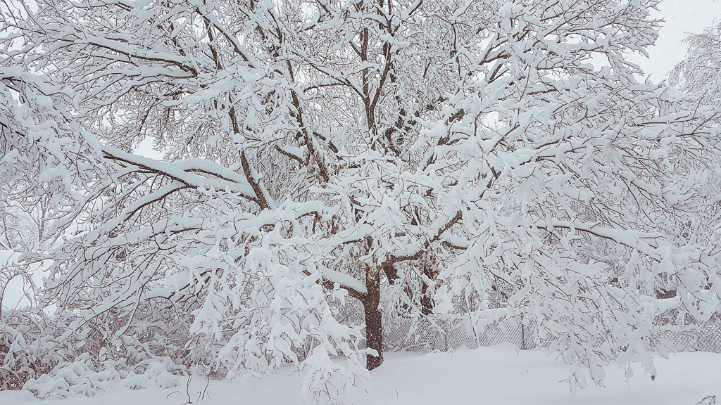 Snowy Day in Syracuse, NY
