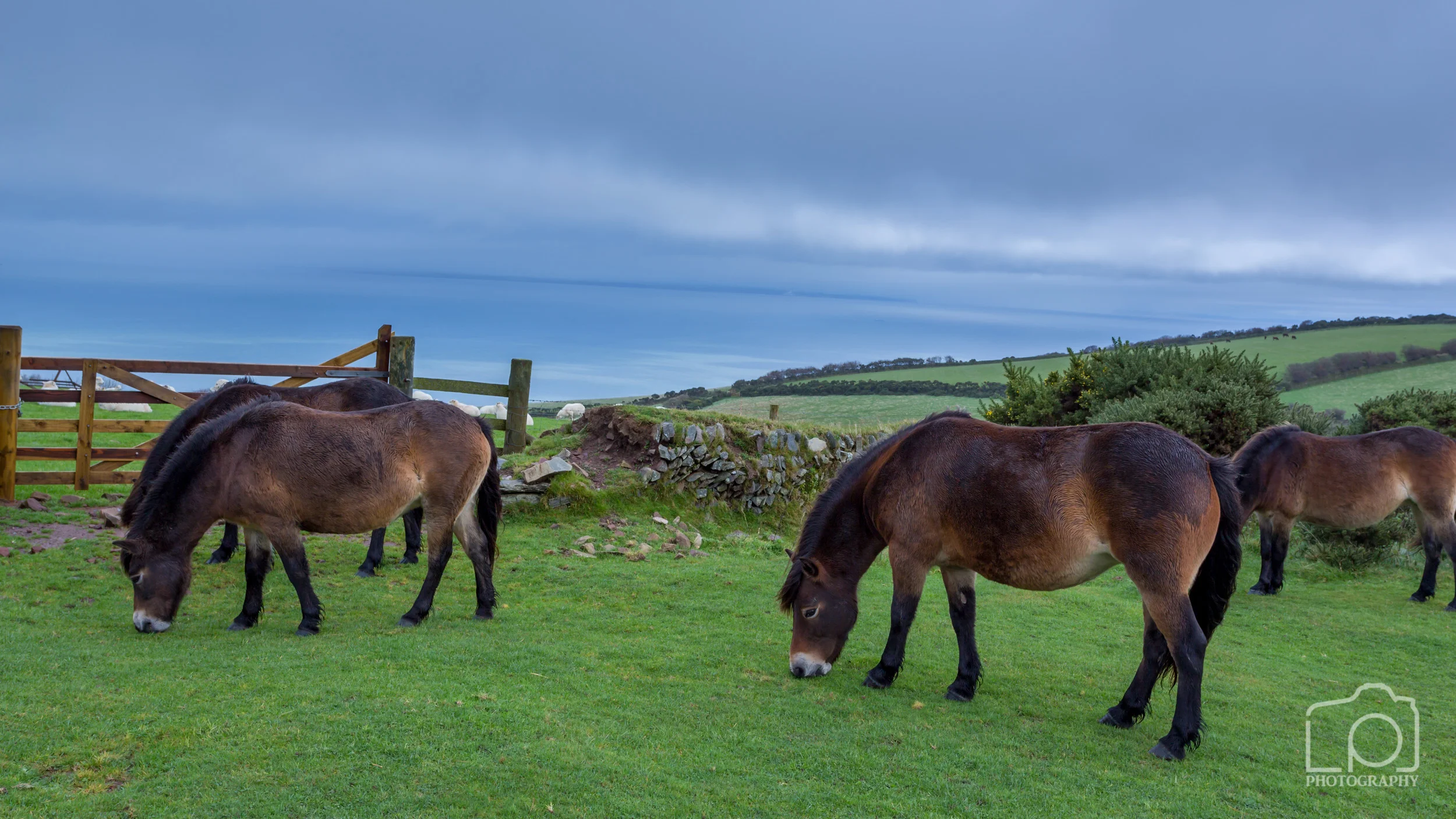 Exmoor Ponies
