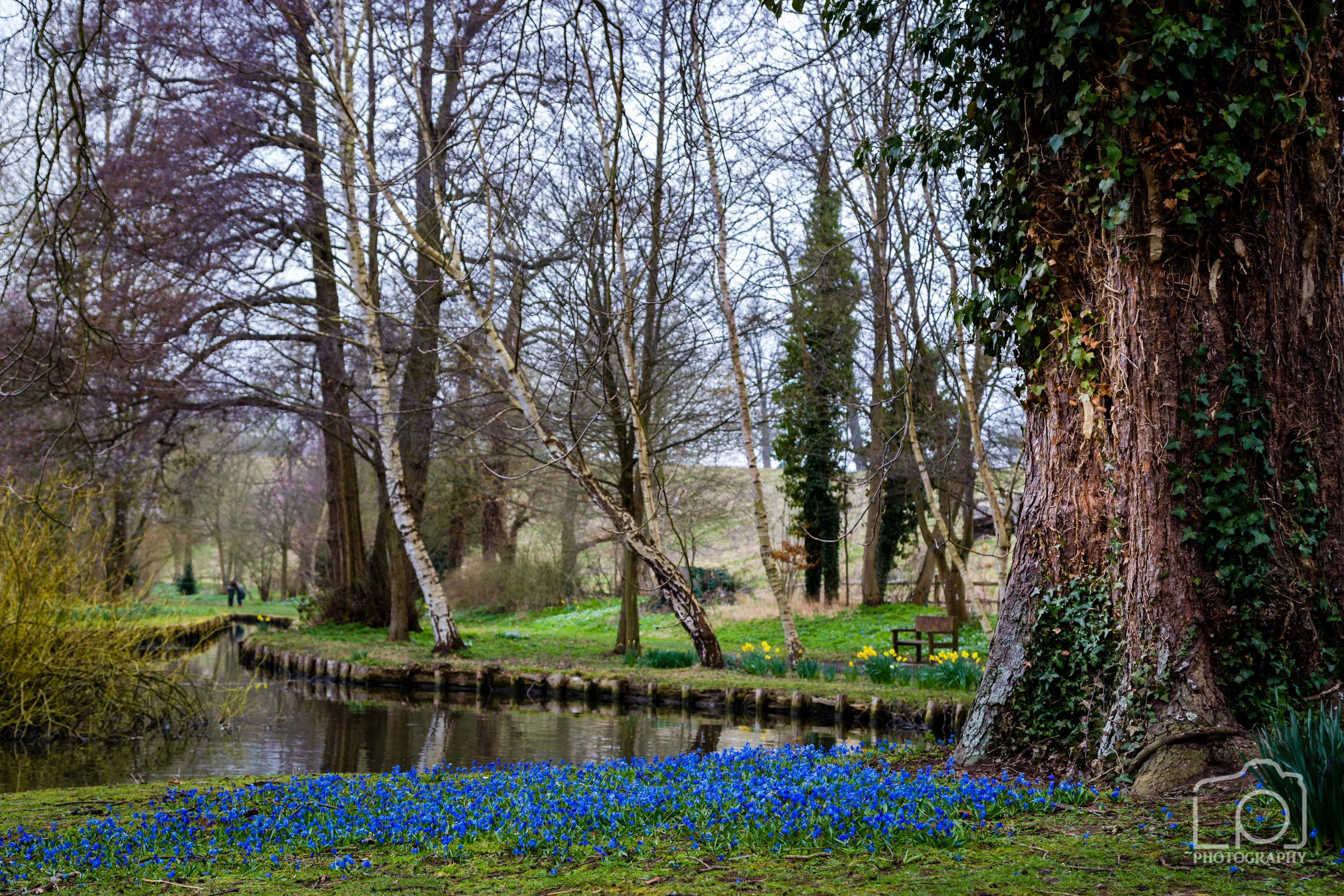 Leeds Castle Woodland - 1244