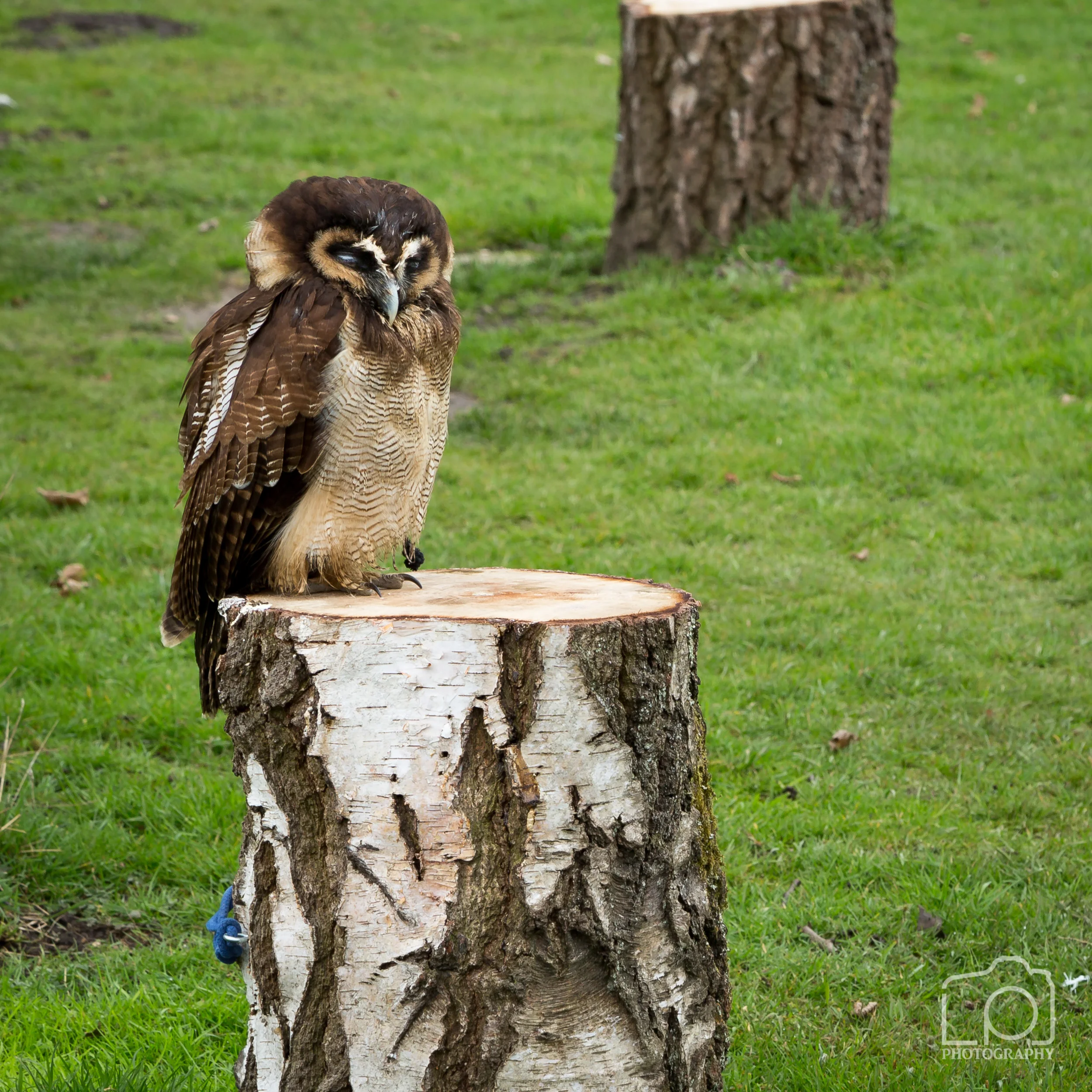 Bird of Prey - 1297