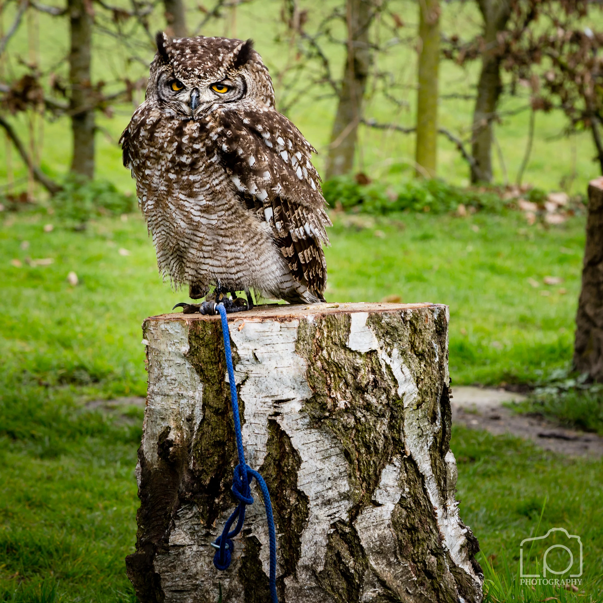 Bird of Prey - 1299