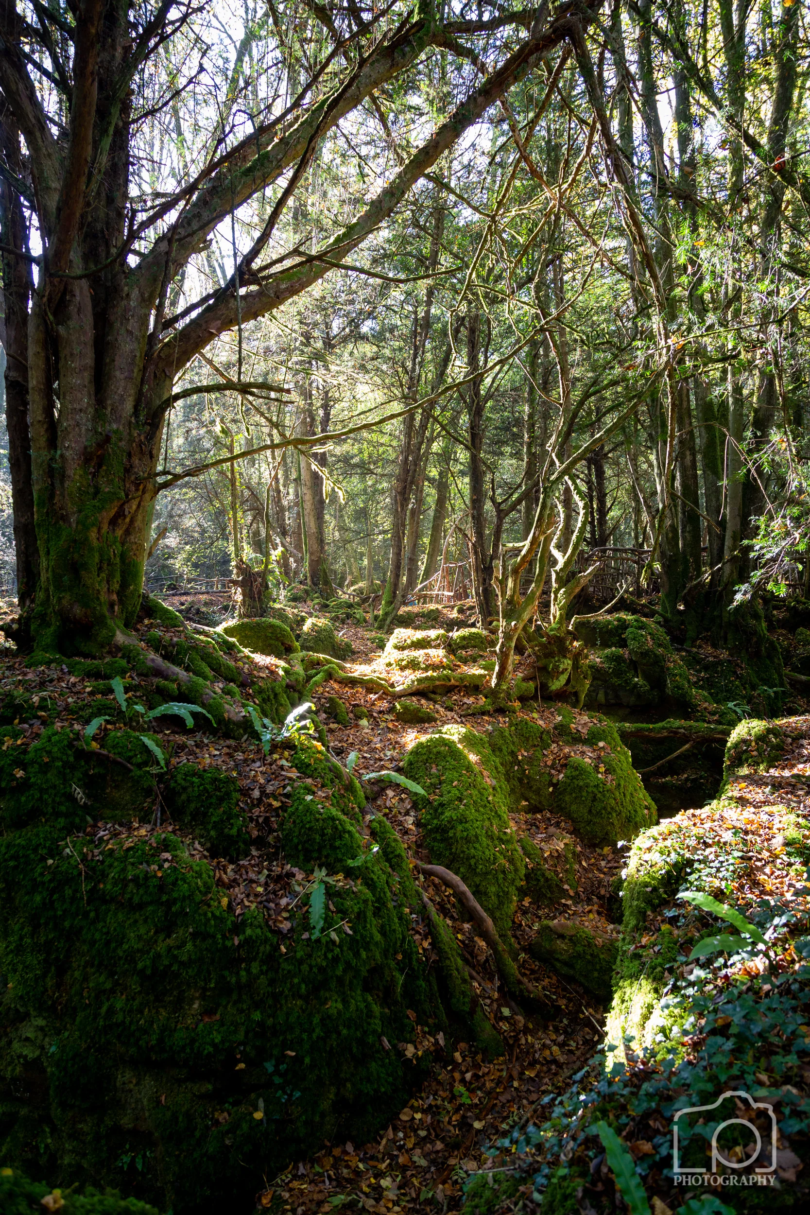 Forest of Dean-2487