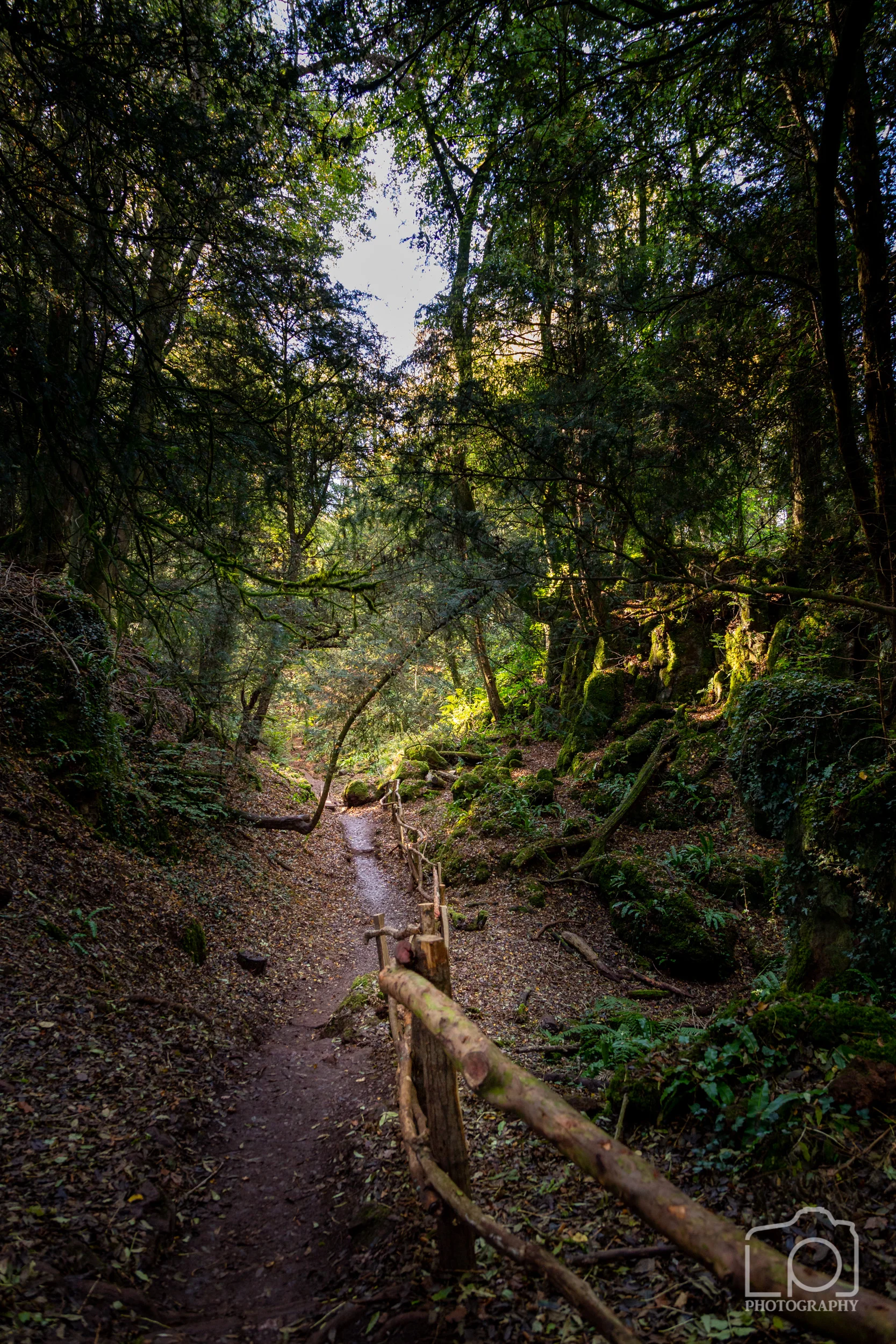 Forest of Dean-2493