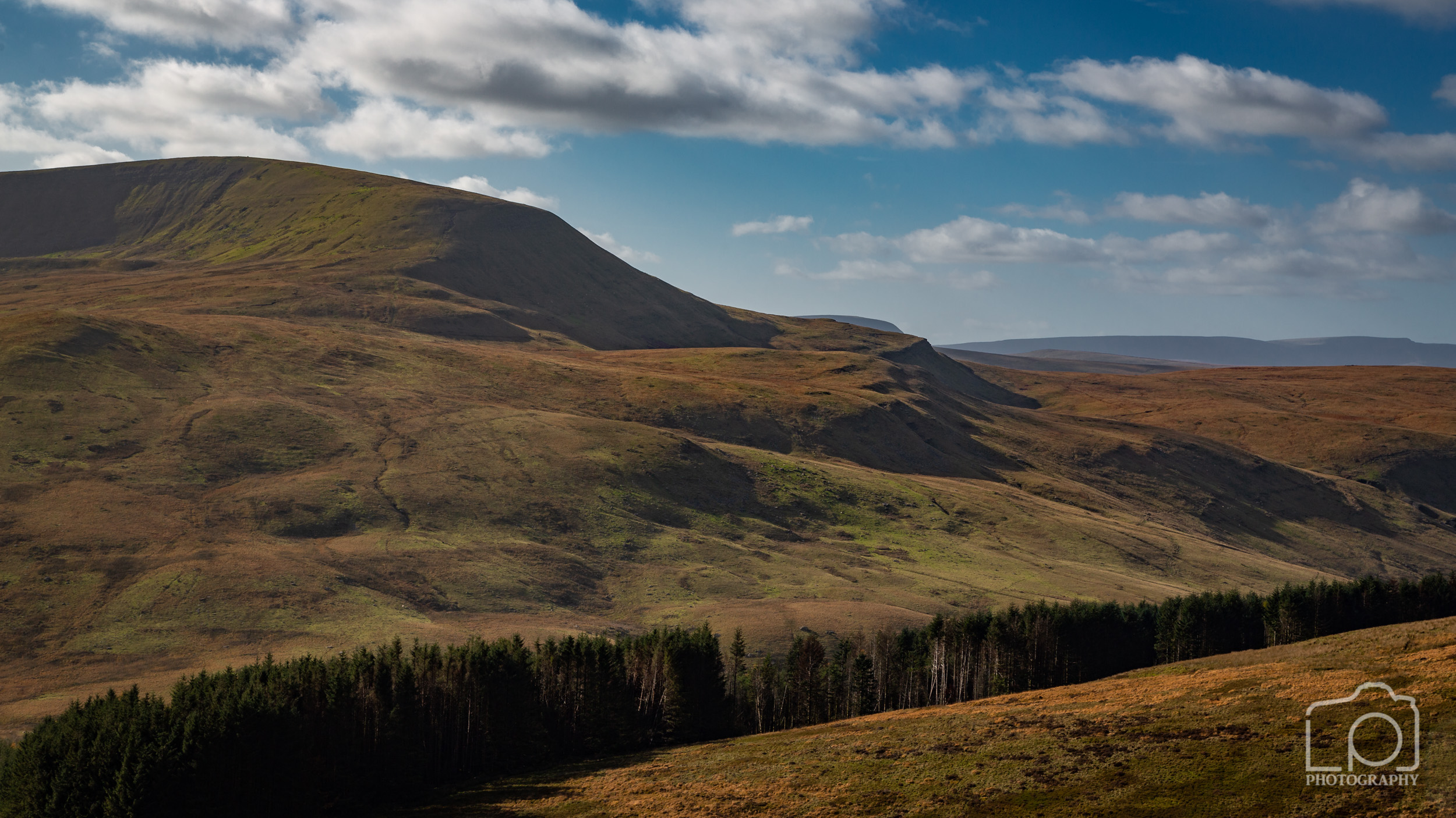 Forest of Dean - 2496