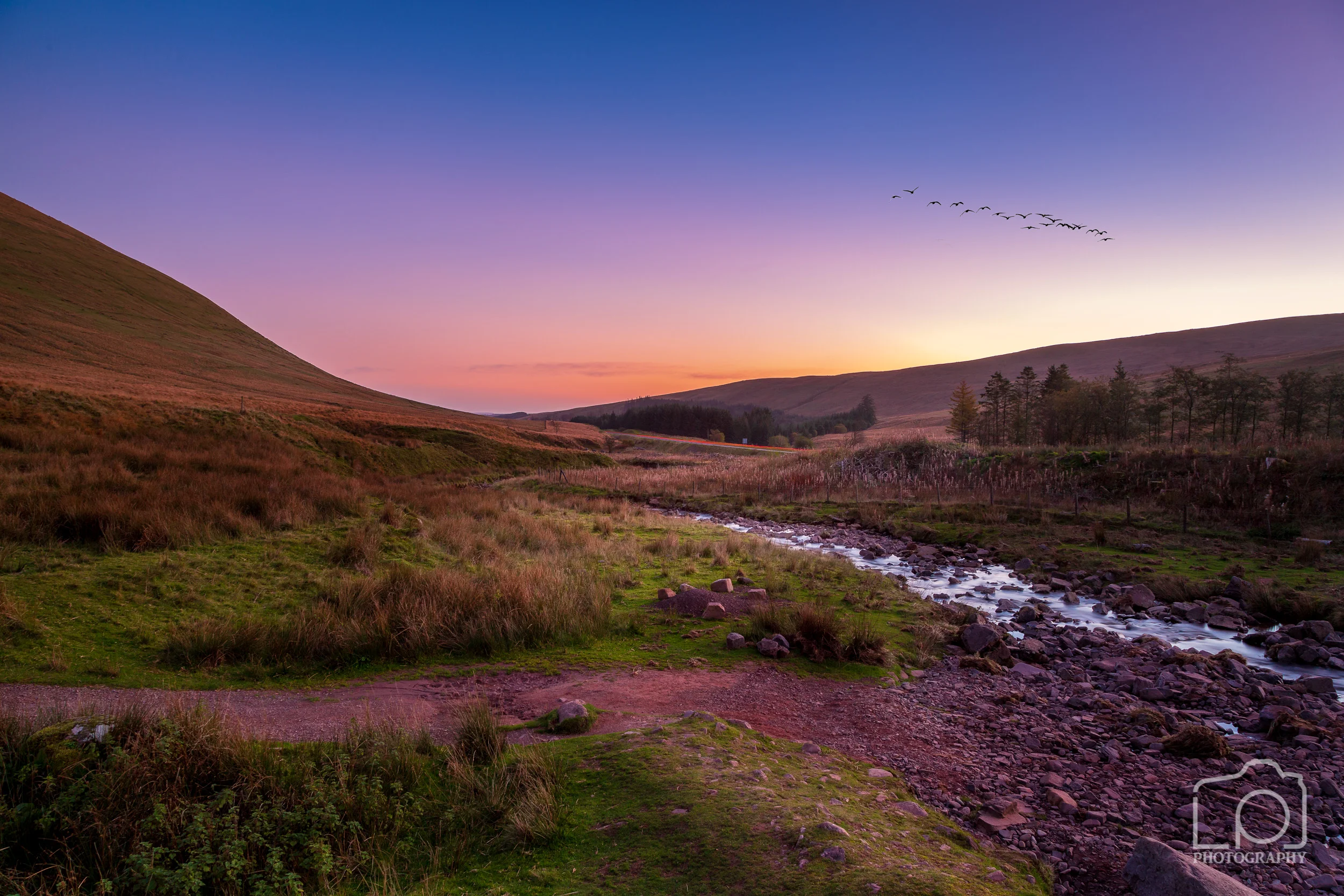 Forest of Dean - 2518
