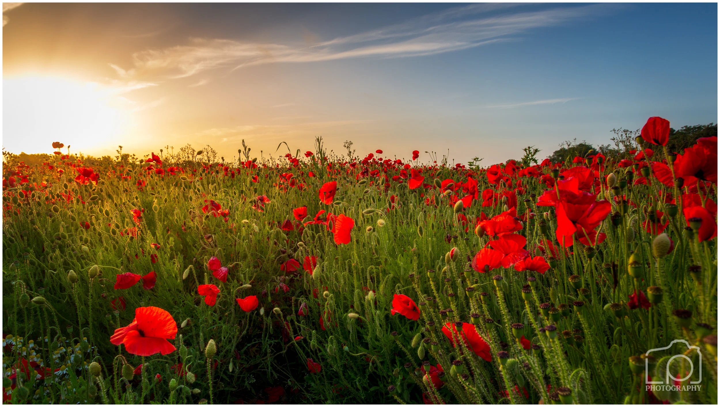 Pineham Poppies-3245