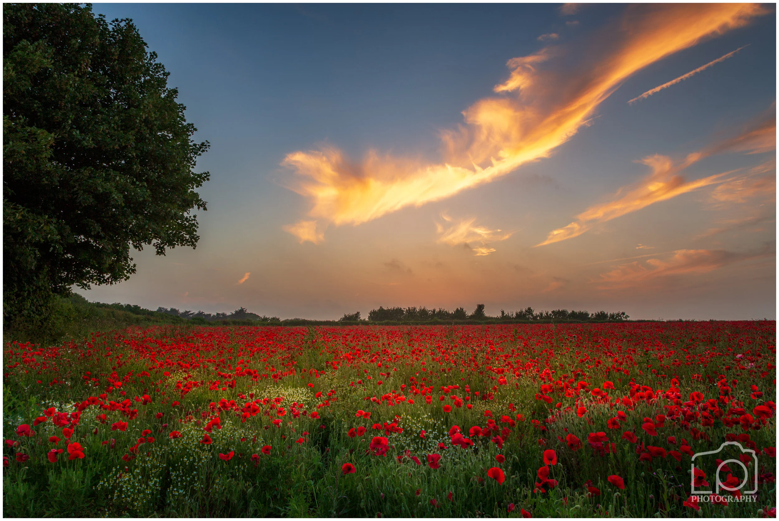 Pineham Poppies at Sunset