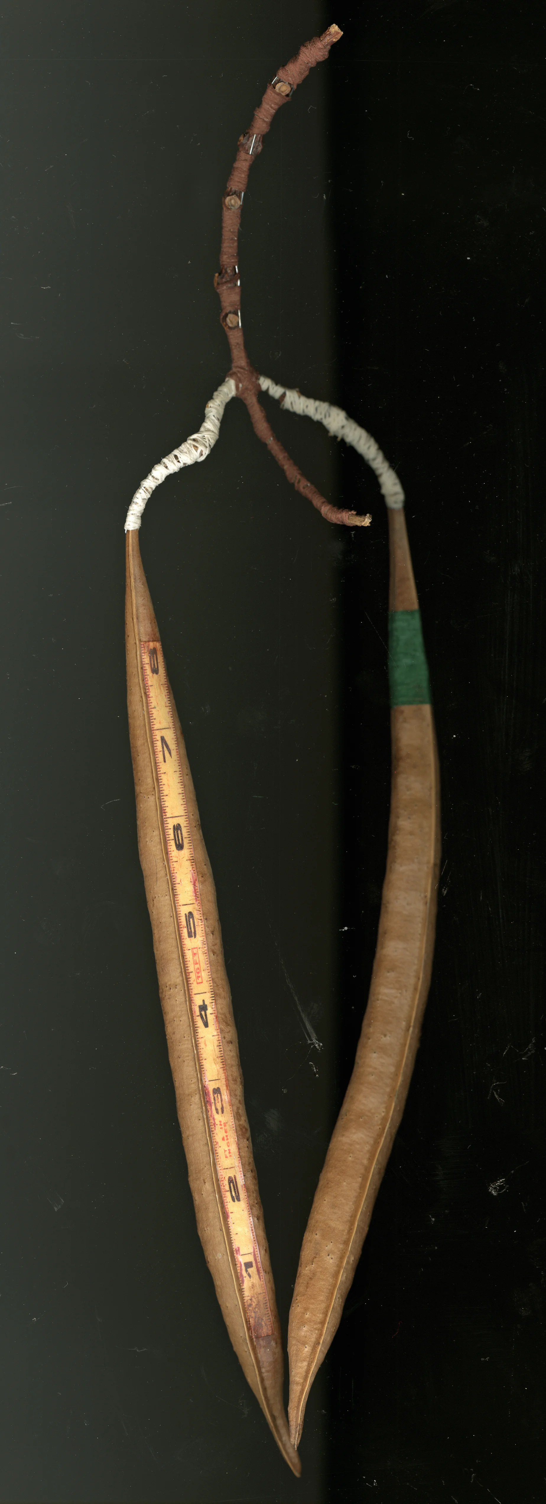 Mame monosashi (bean ruler)