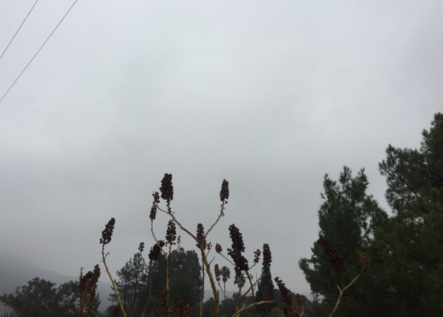 IMG_9741.jpeg