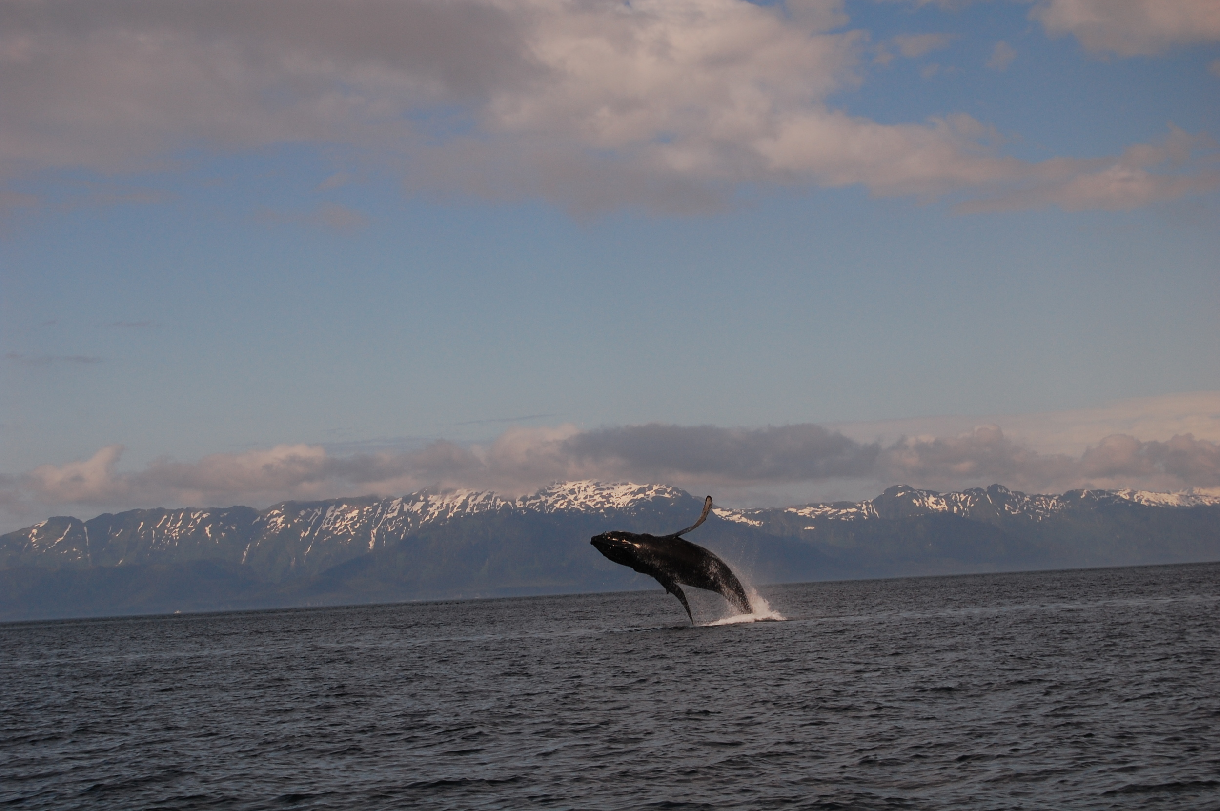 Alaska Humpback Whales
