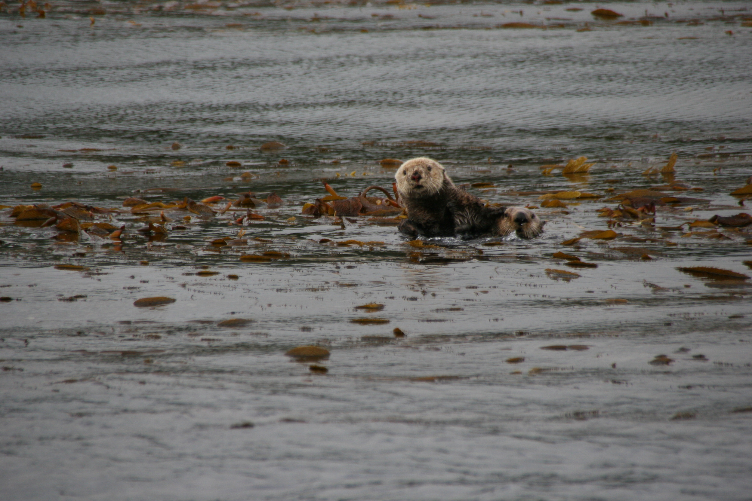Southeast Alaska Sea Otter