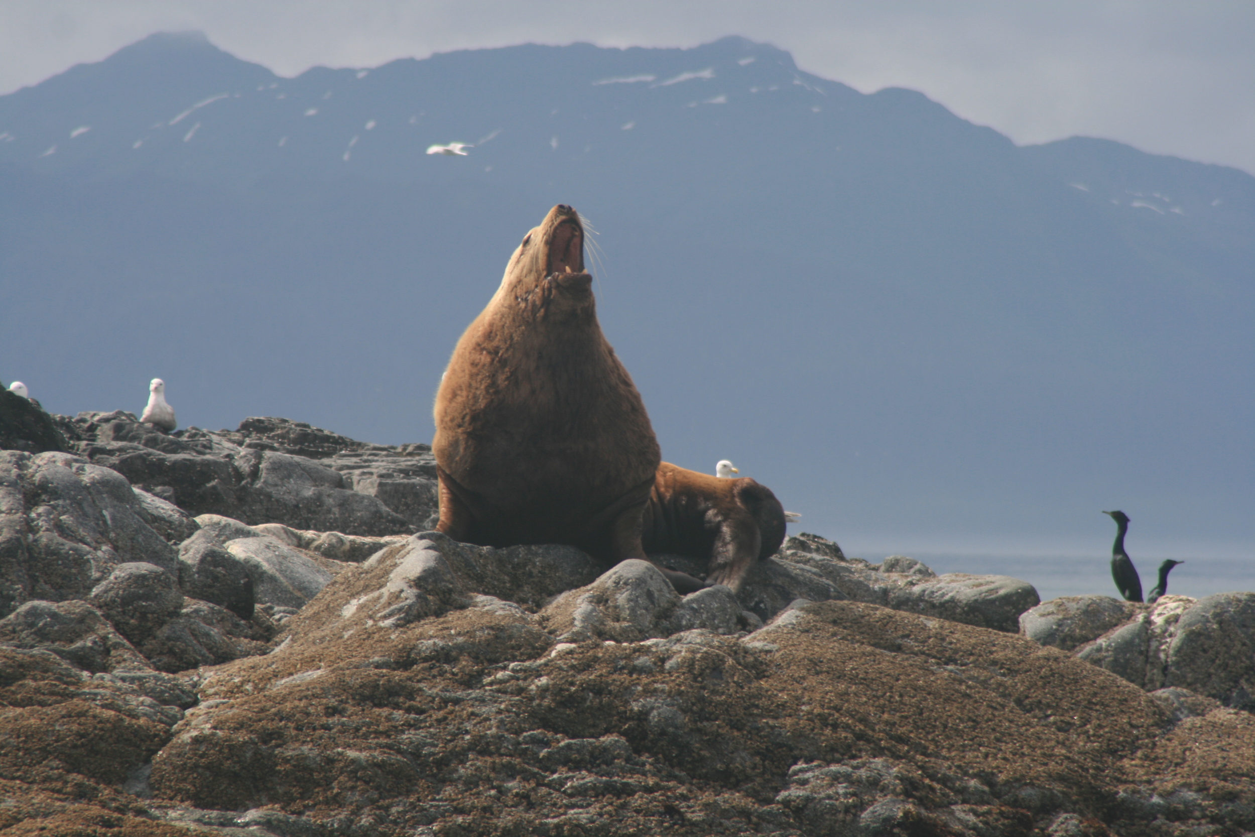 Alaskan Stellar Sea Lions