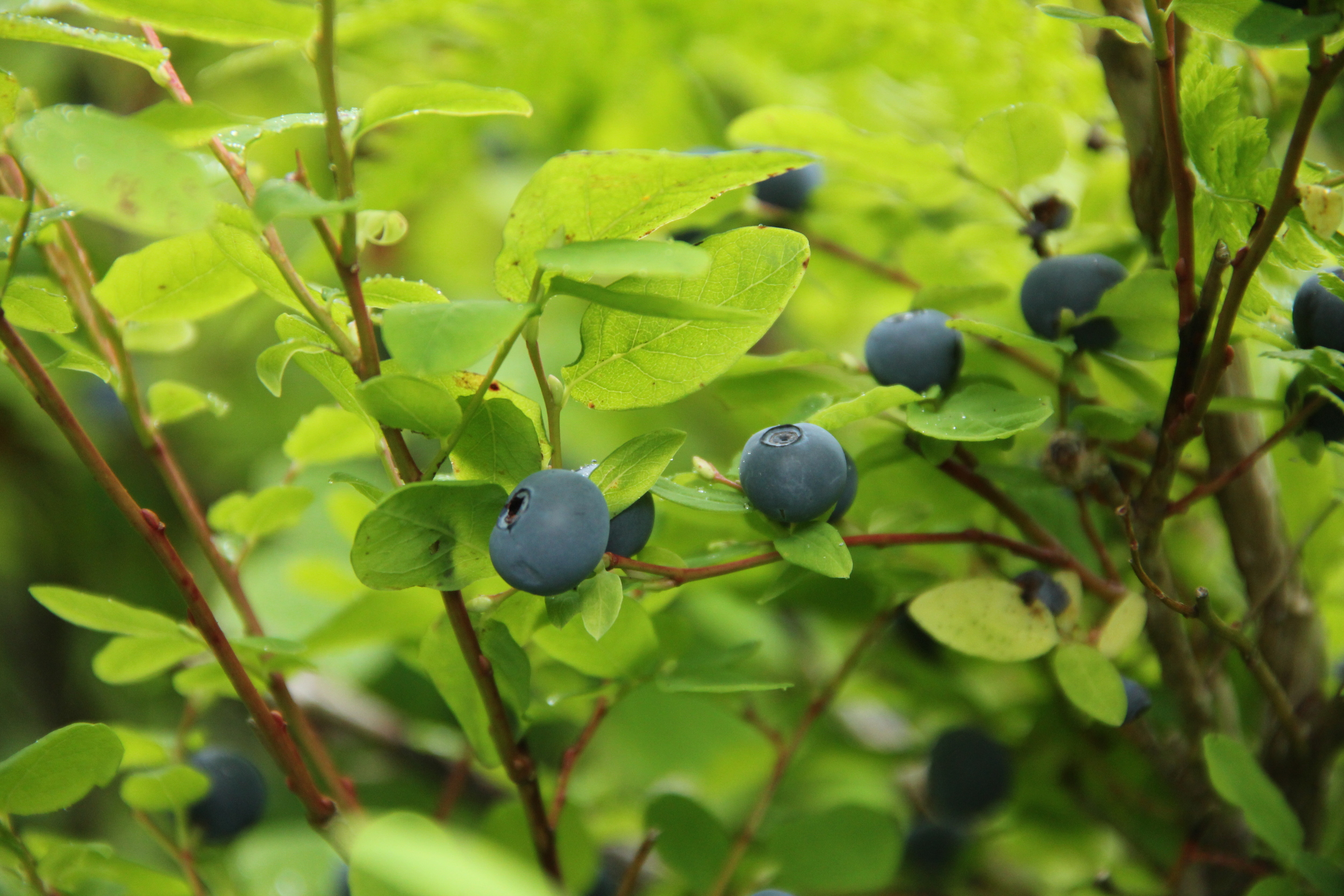 Alaska Berry picking