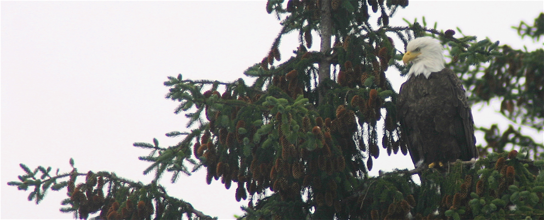 Alaska Bald Eagles