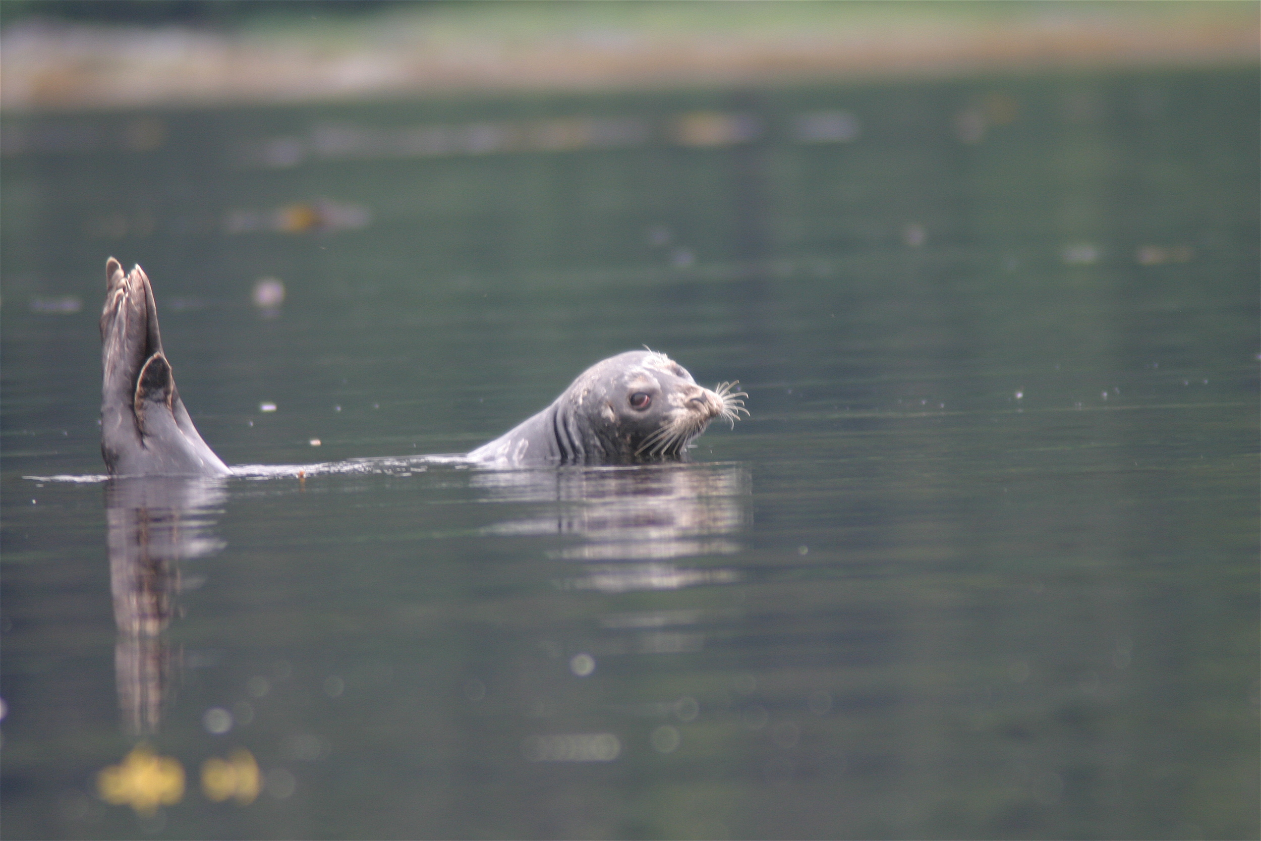 Alaska Wildlife