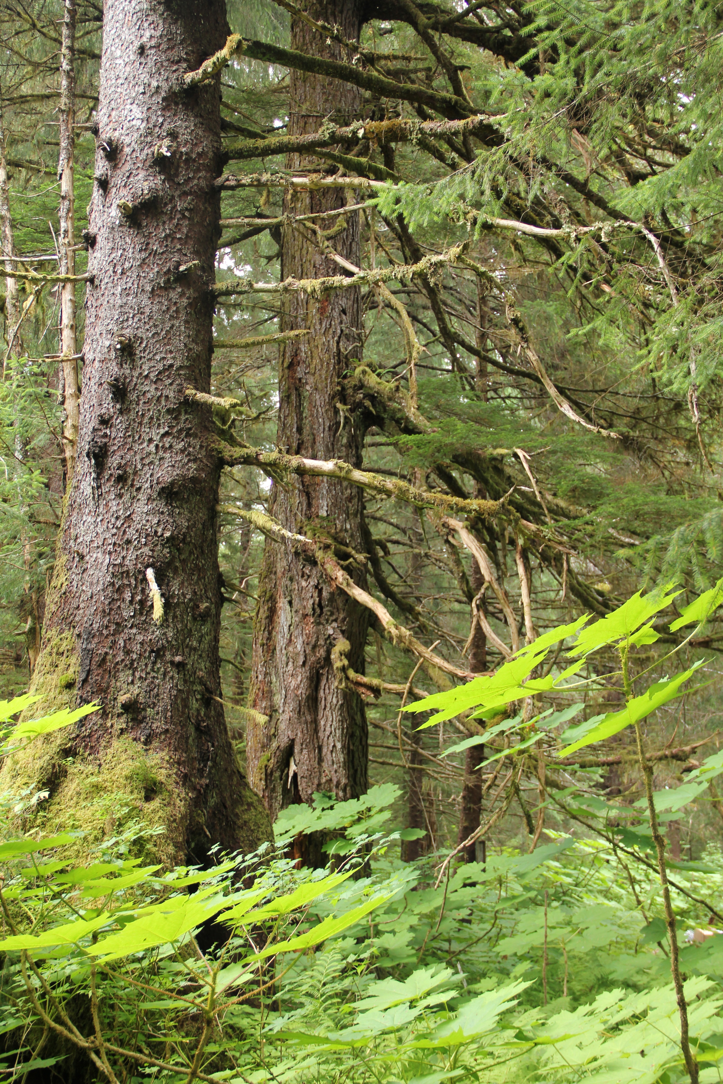 Tongass Rainforest