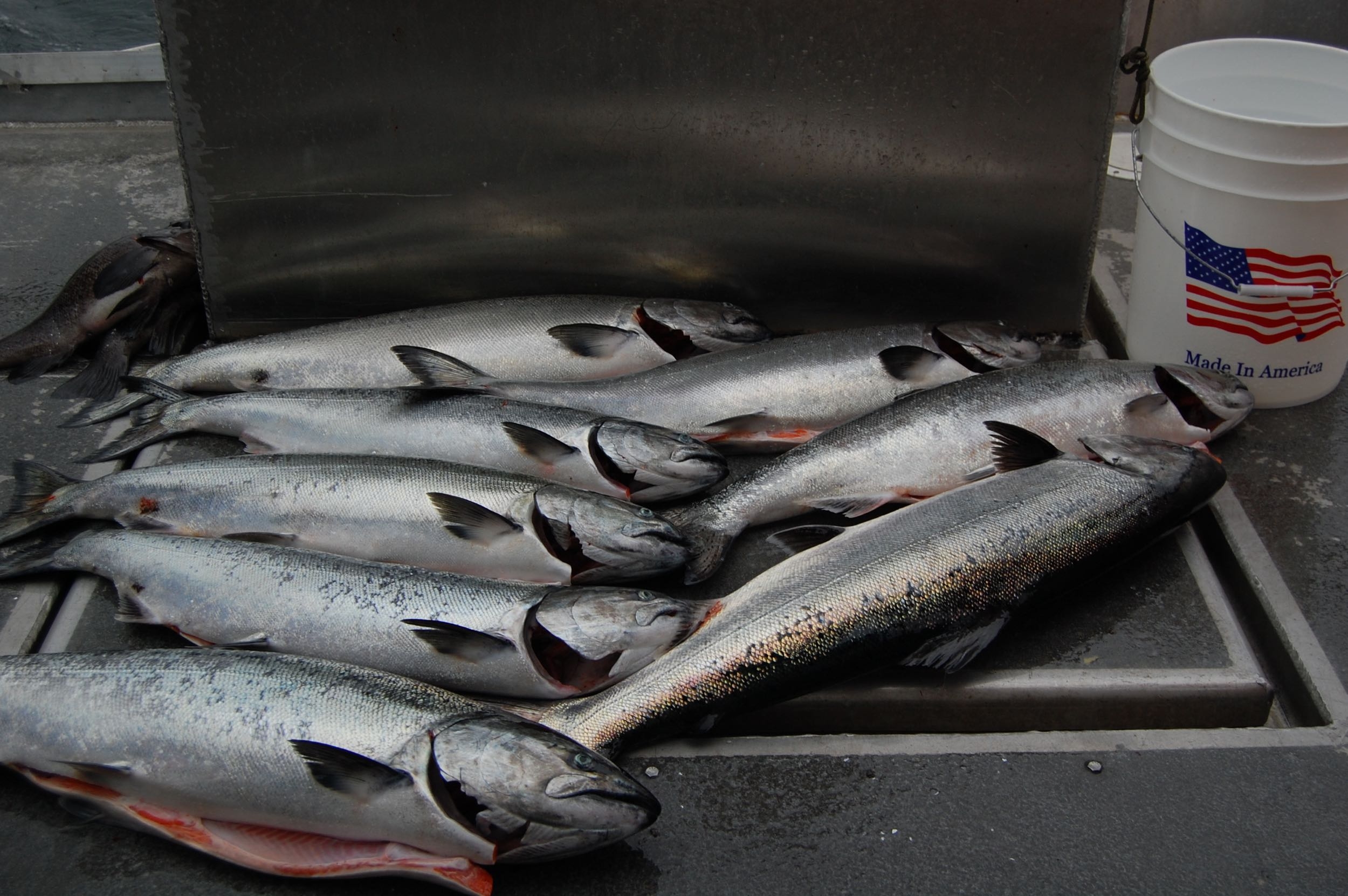 Alaskan king salmon