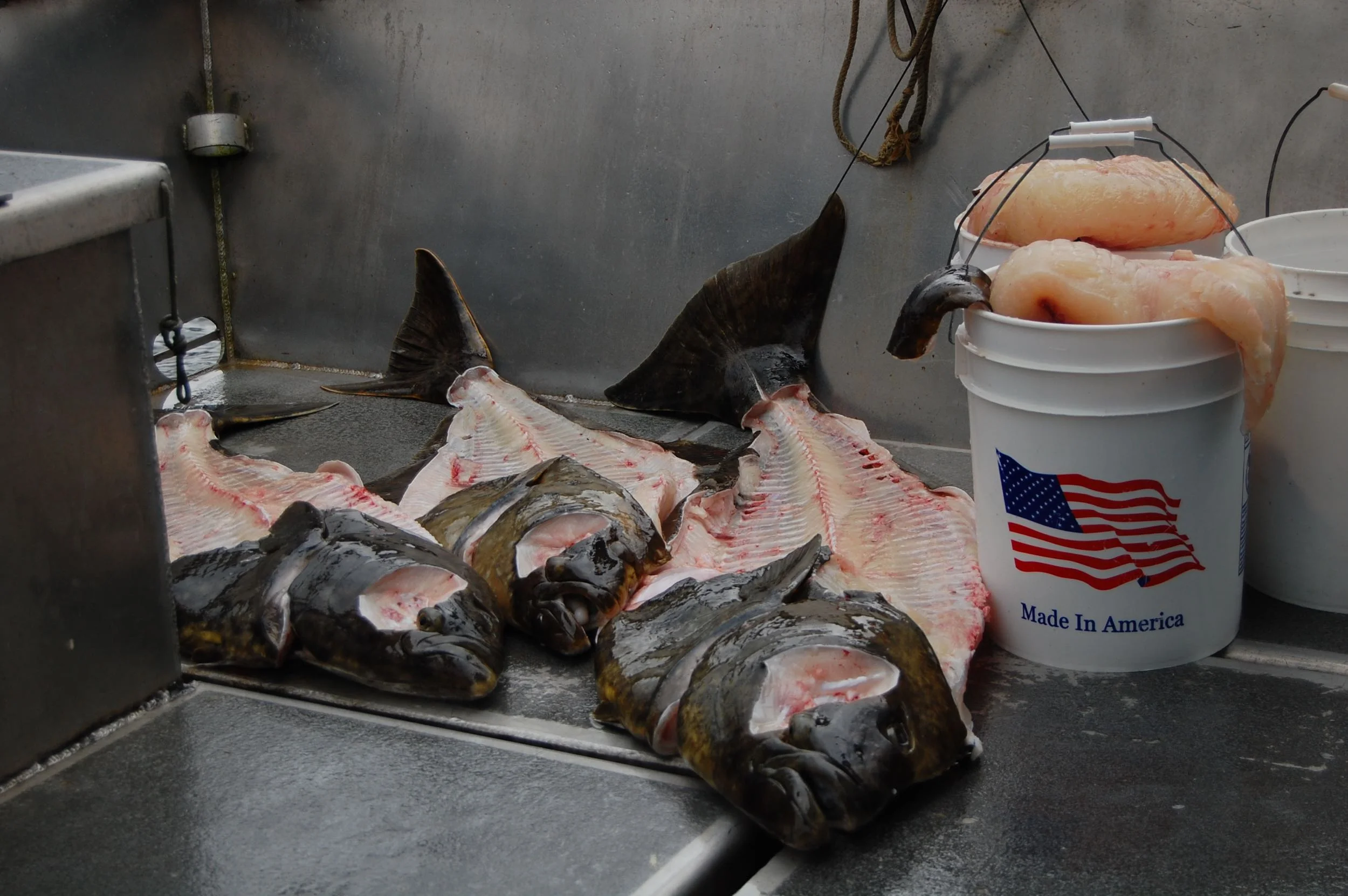 halibut-filet-carcass-made-in-usa.jpg