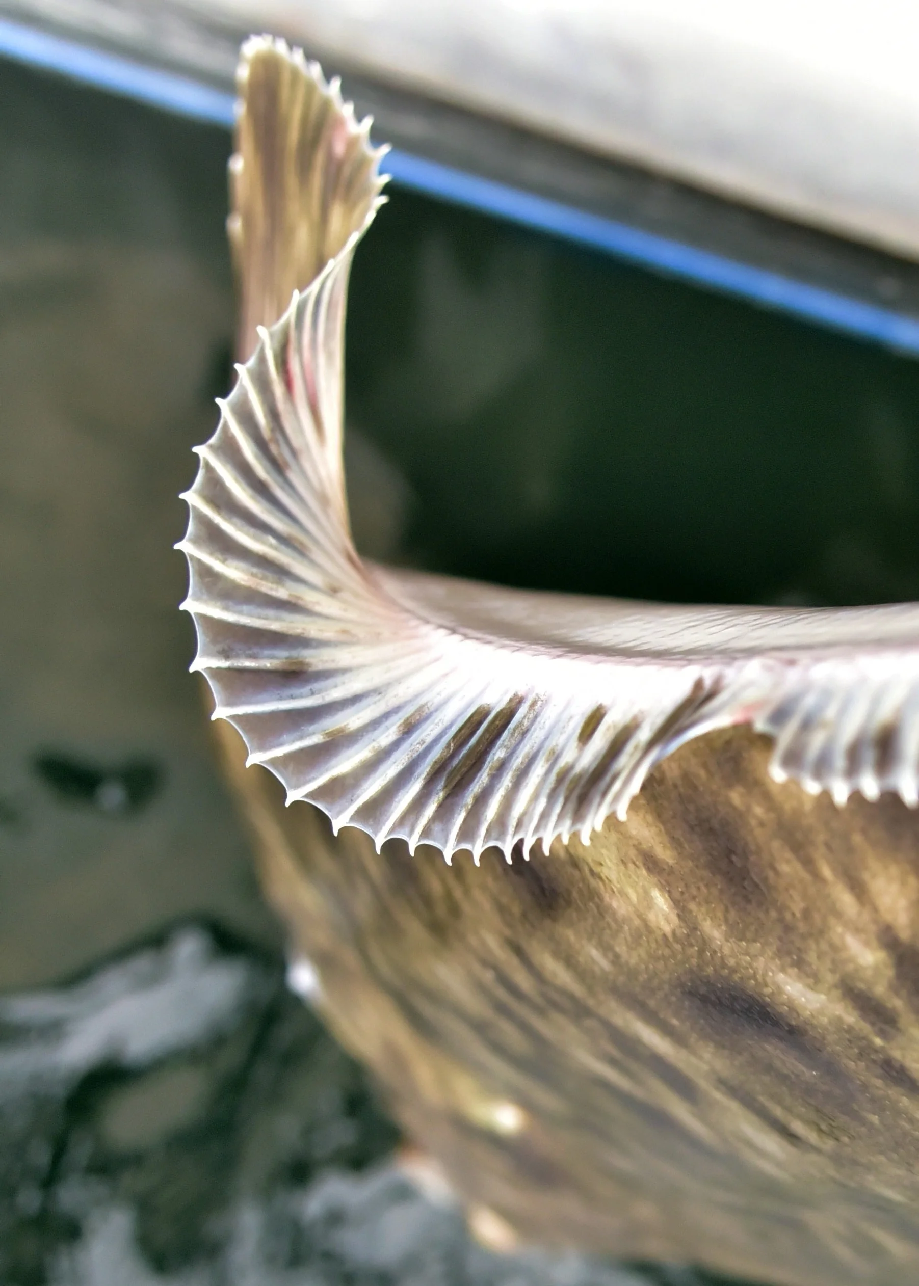 halibut art.jpg