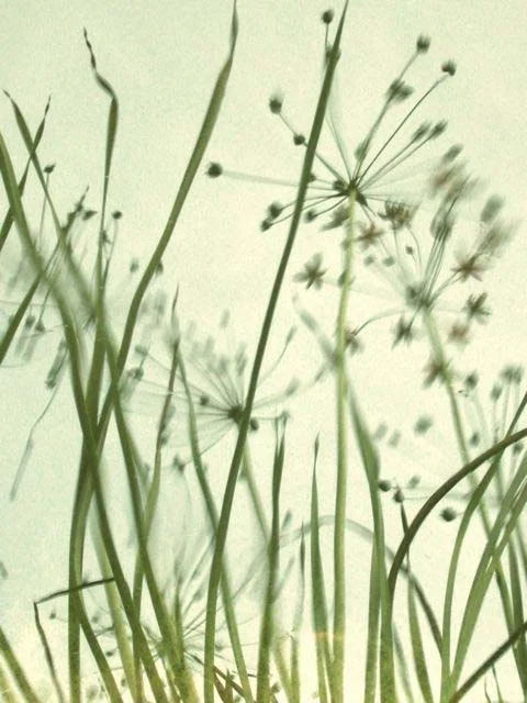 02WateryGrasses2REV.jpg