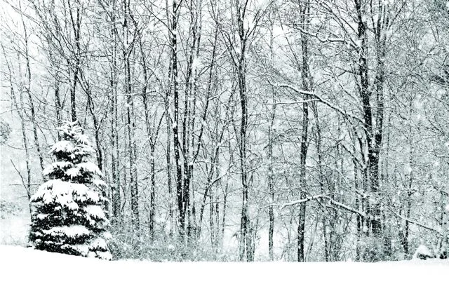16WinterTrees.jpg