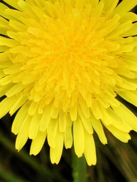 26DandelionLR.jpg