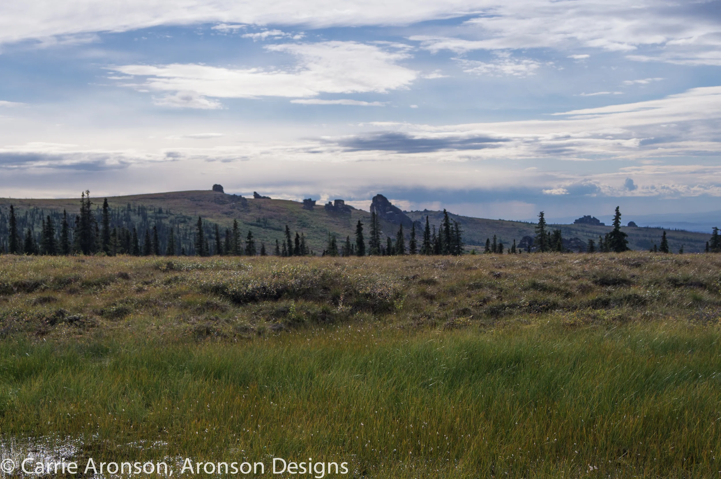 Treeline Image-1.jpg