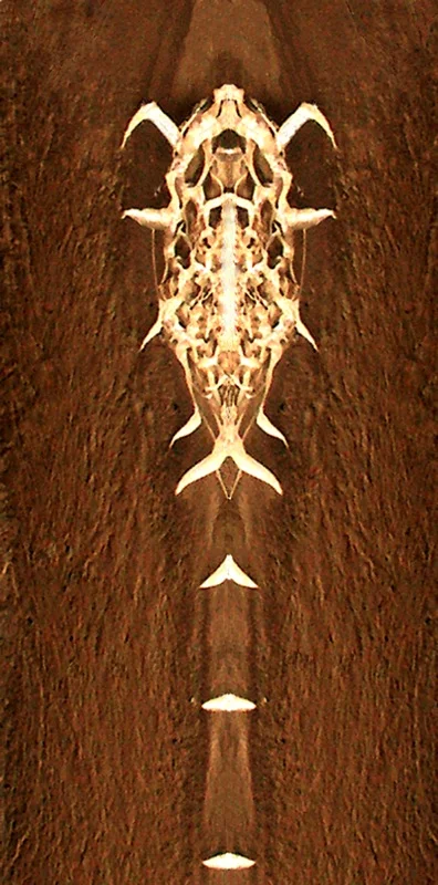 507983977_d17d446bd9_o.jpg