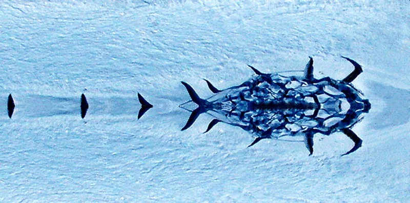 507955408_e101636a2c_o.jpg