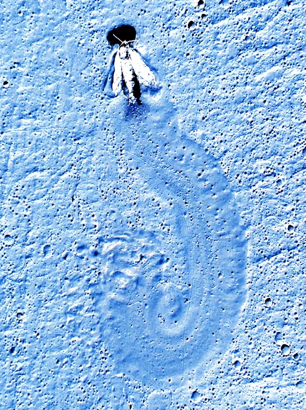 507966262_195ce70370_o.jpg