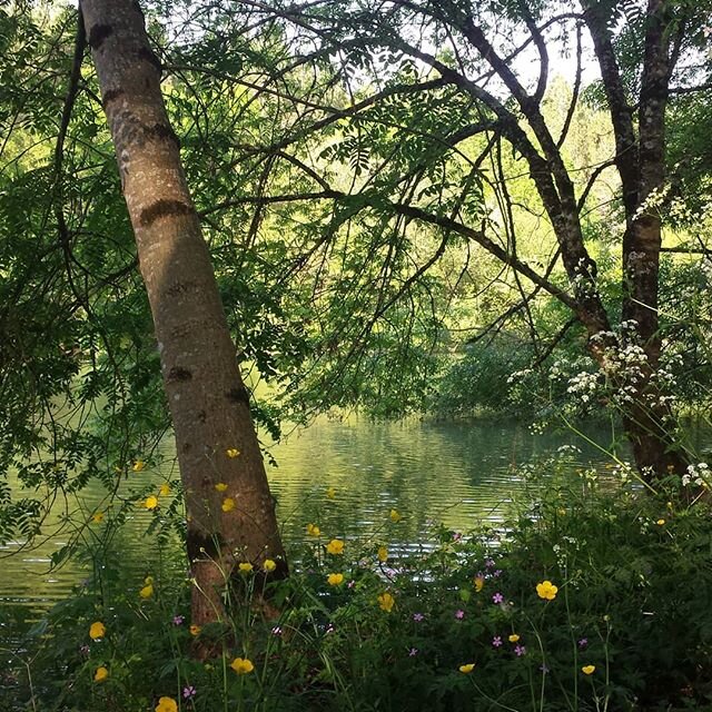 Meadow buttercup, bugle,  cow parsley, bloody cranesbill and daisy in bloom under ash trees at West lake, Plum Village as the black bird sings and the local church bells sound close by. Evening walk.
#natureconnection #lockdown #frecklemagazine #slow