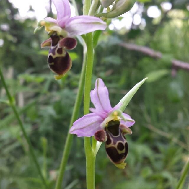 Having spent days and weeks hunting for the elaborate Bee Orchid without success. This Freckle is delighted to have discovered an abundance of these beauties so close to home. The Bee Orchid mimics a bee so as to lure other bees to visit for some fun